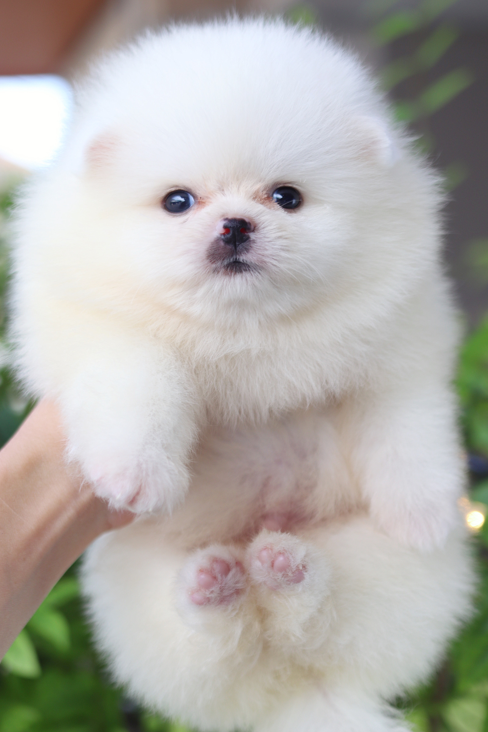 ปอมเมอเรเนียน เพศผู้ สีขาวครีม