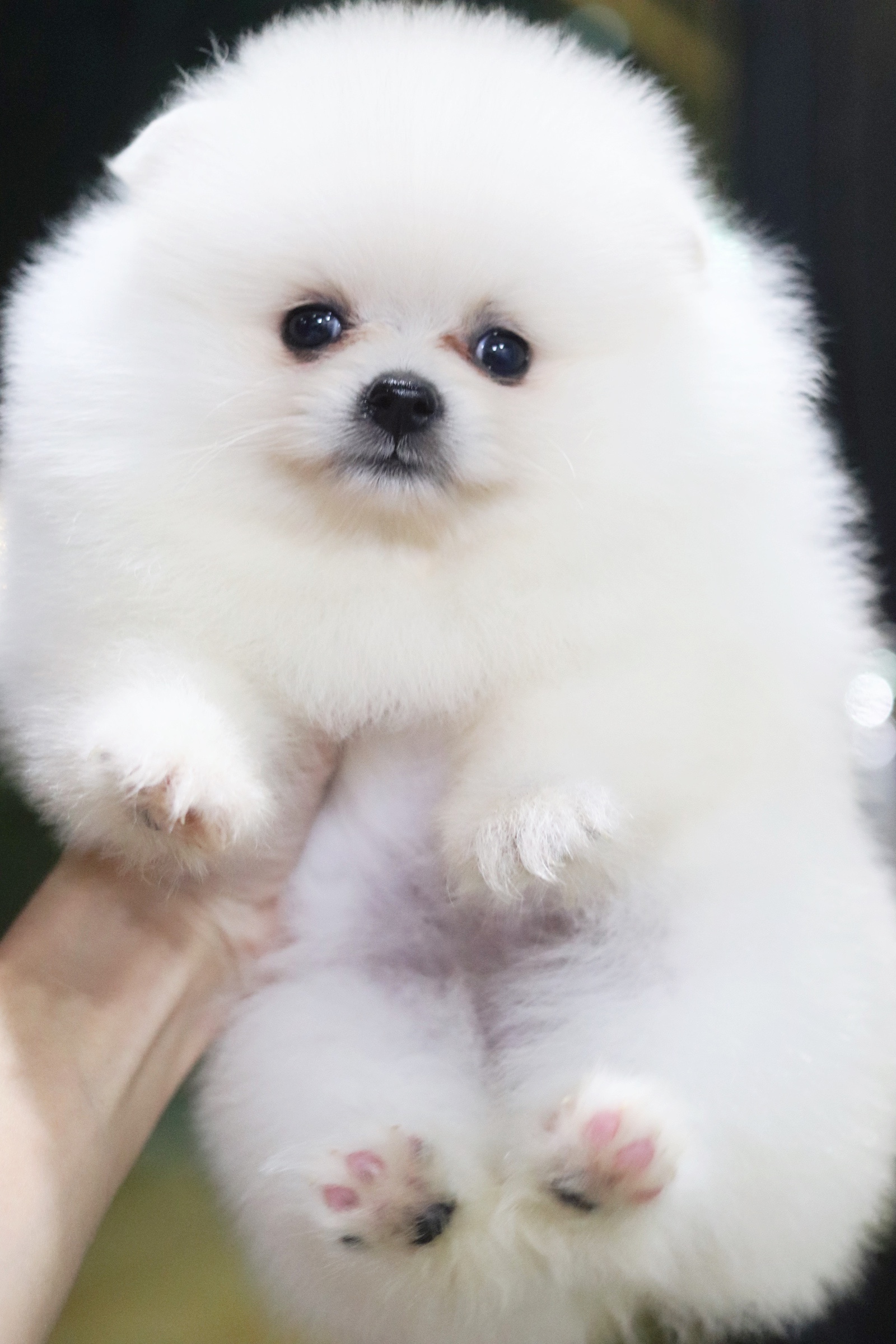 ปอมเมอเรเนียน เพศเมีย สีขาวครีม เกรดโชว์