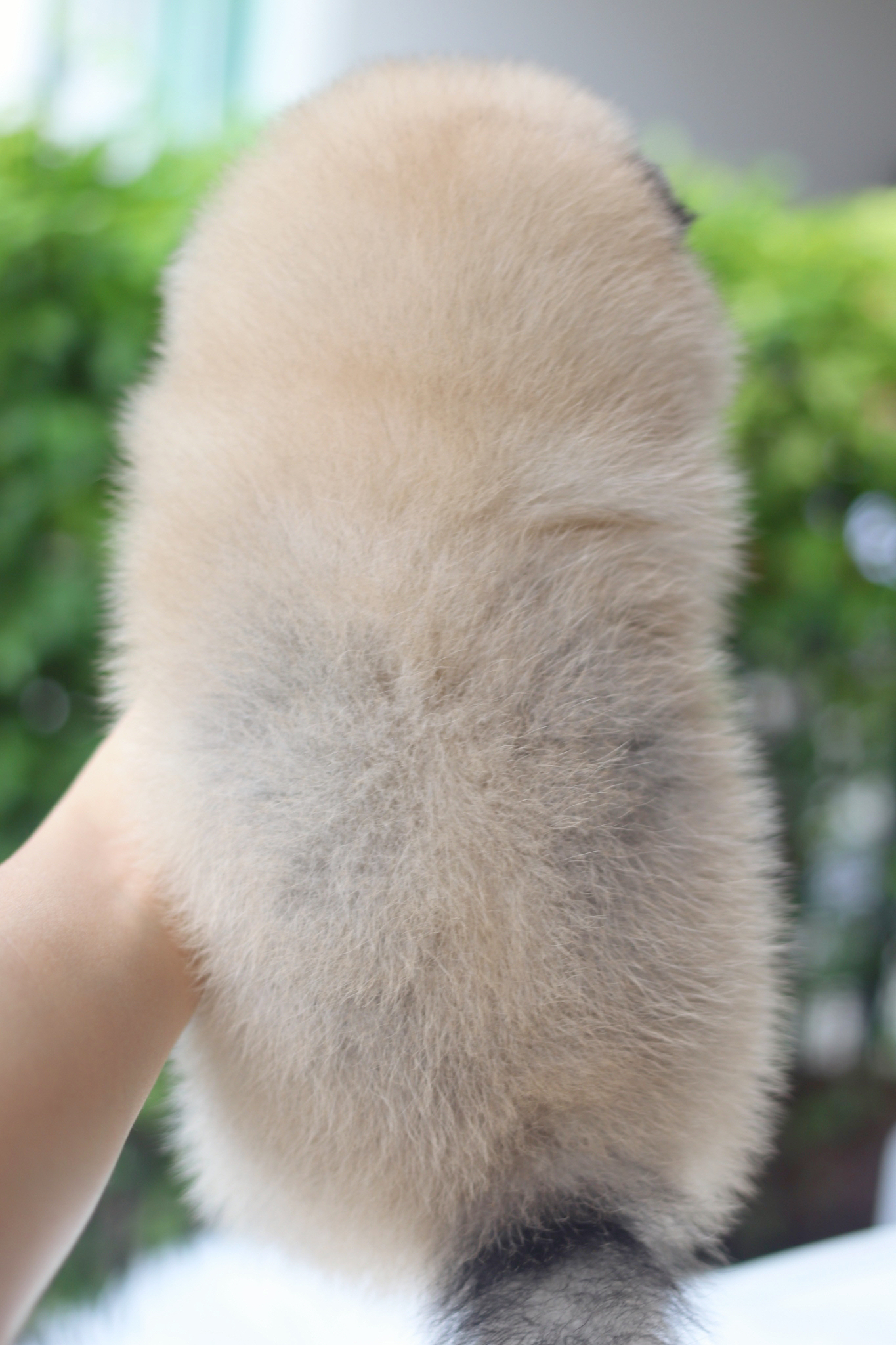 ปอมเมอเรเนียน เพศผู้สีส้ม