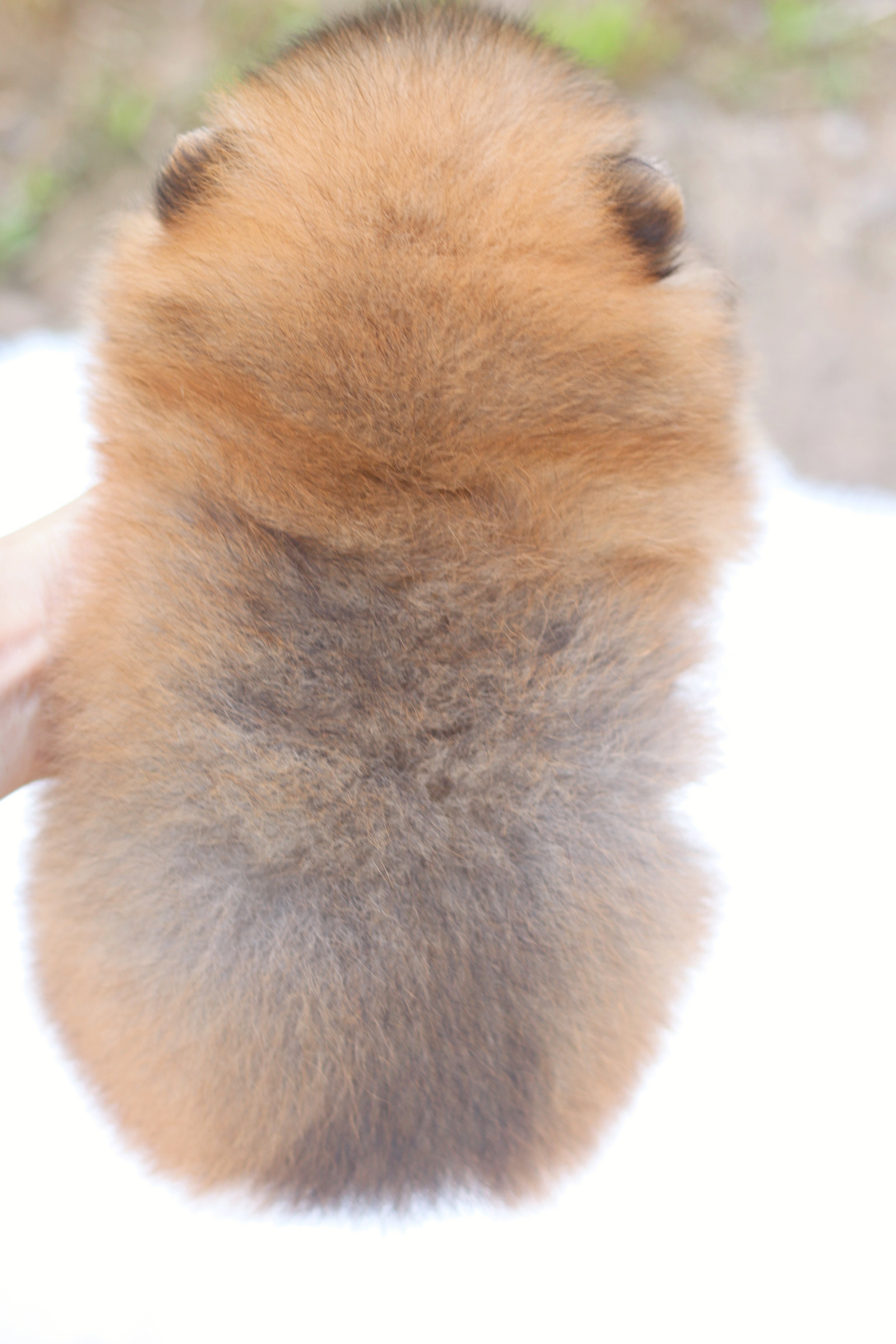 ปอมเมอเรเนียน เพศผู้สีส้ม