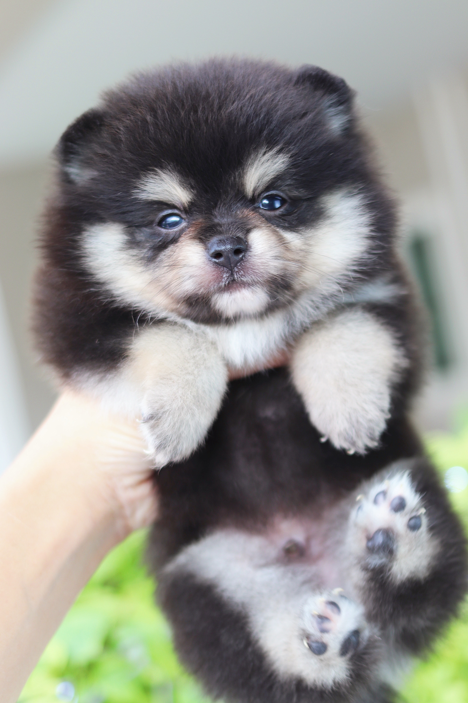 ปอมเมอเรเนียน เพศผู้ แบล็คแทน