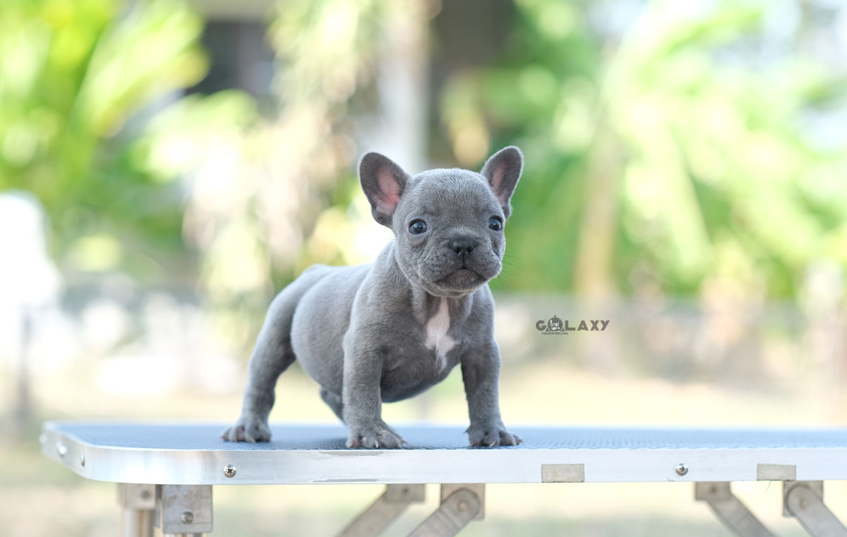 หนุ่มน้อย สีบลู(เทา) ตัวเล็กน่ารัก สายแบ๊ว แข็งแรง ร่าเริง ขี้เล่น, ได้รับการฉีดวัคซีนรวมป้องกัน5โรค , ถ่ายพยาธิตามกำหนด ก่อนการส่งมอบ , มีบริการส่งน้องต่างจังหวัด , สุนัขร่างกายสมบูรณ์แข็งแรง สุขภาพจิตดีทุกตัว 092-991-8888