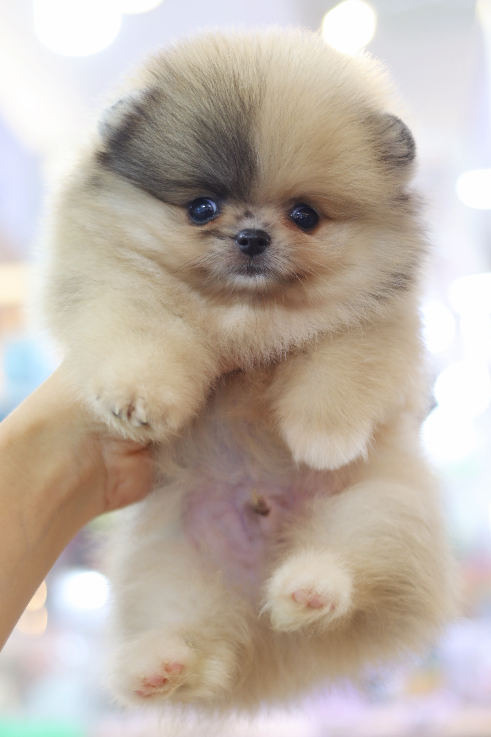 ปอมเมอเรเนียน เพศผู้สีส้มเกรดโชว์