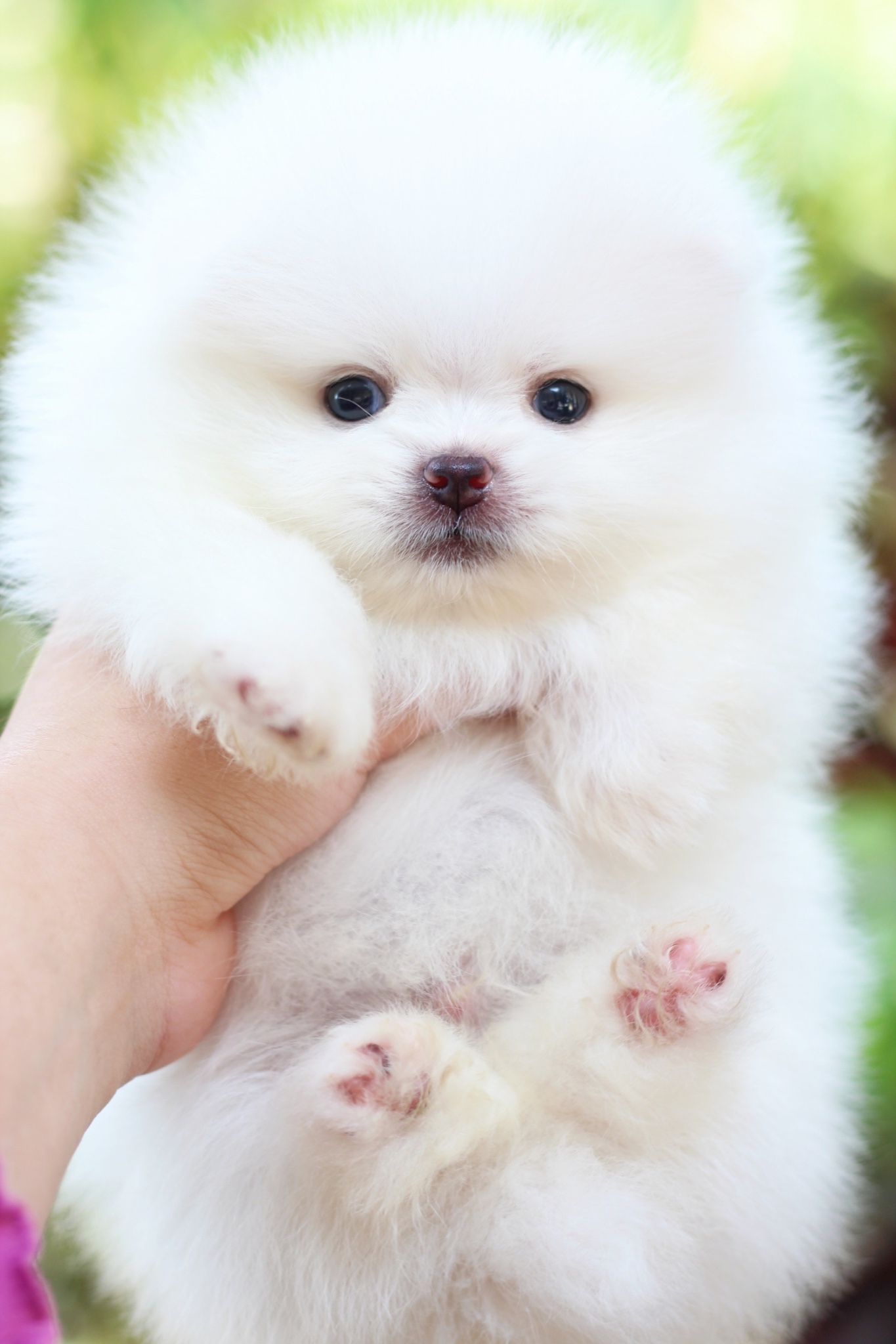 ปอมเมอเรเนียน เพศผู้ สีขาวครีม