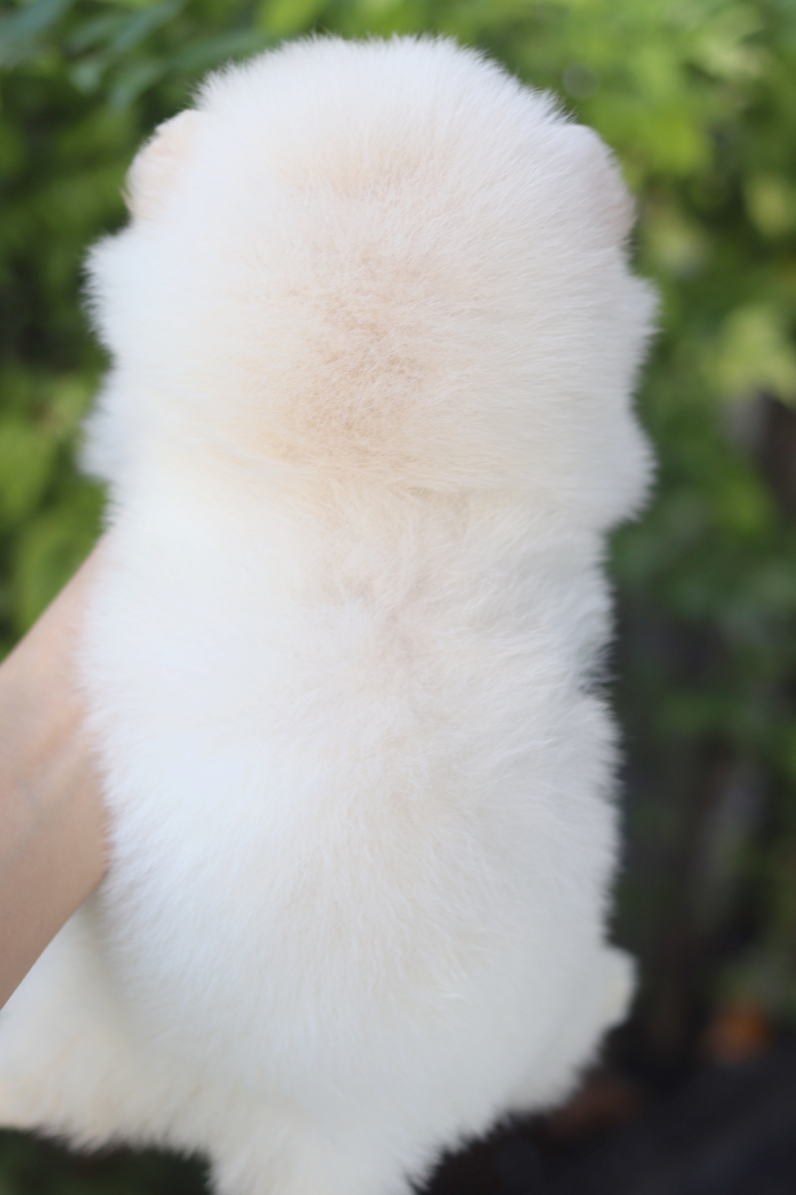 ปอมเมอเรเนียน เพศเมียสีขาวครีม