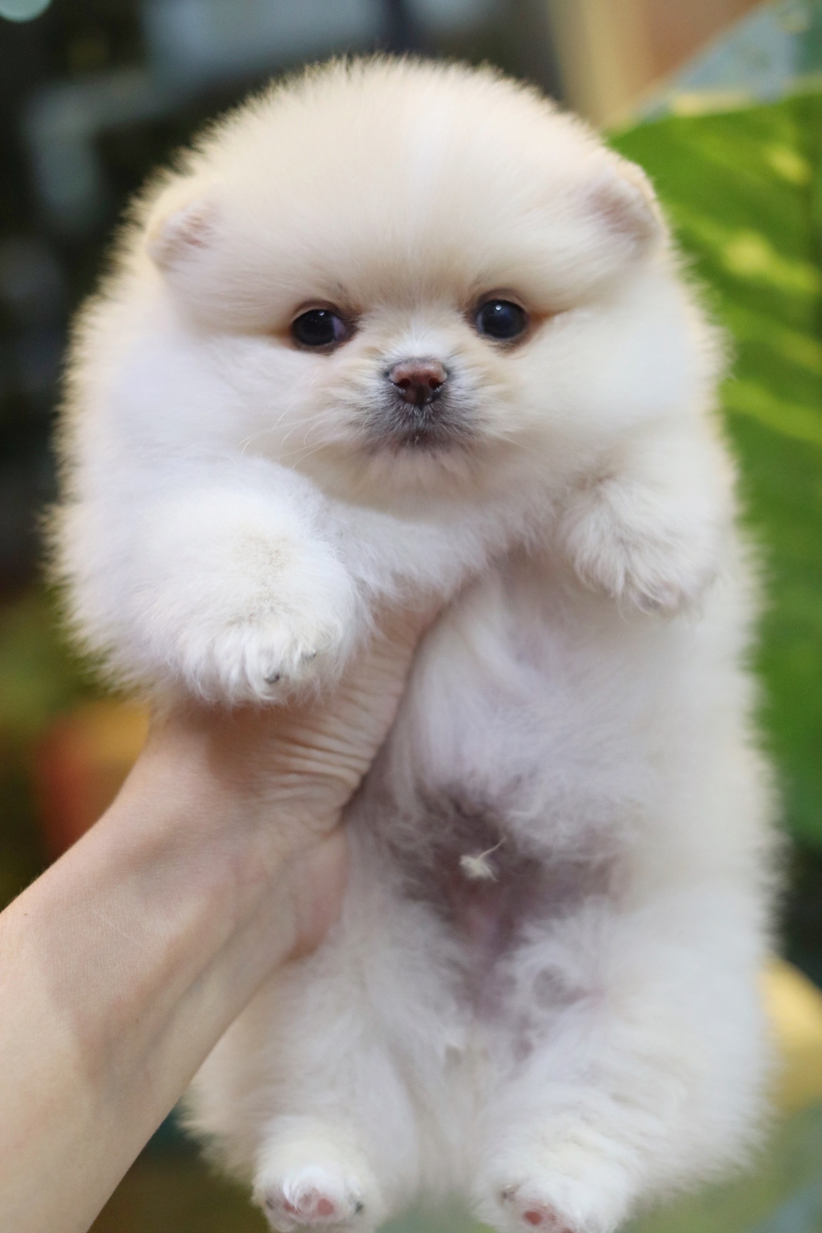 ปอมเมอเรเนียน เพศผู้ ขาวครีม