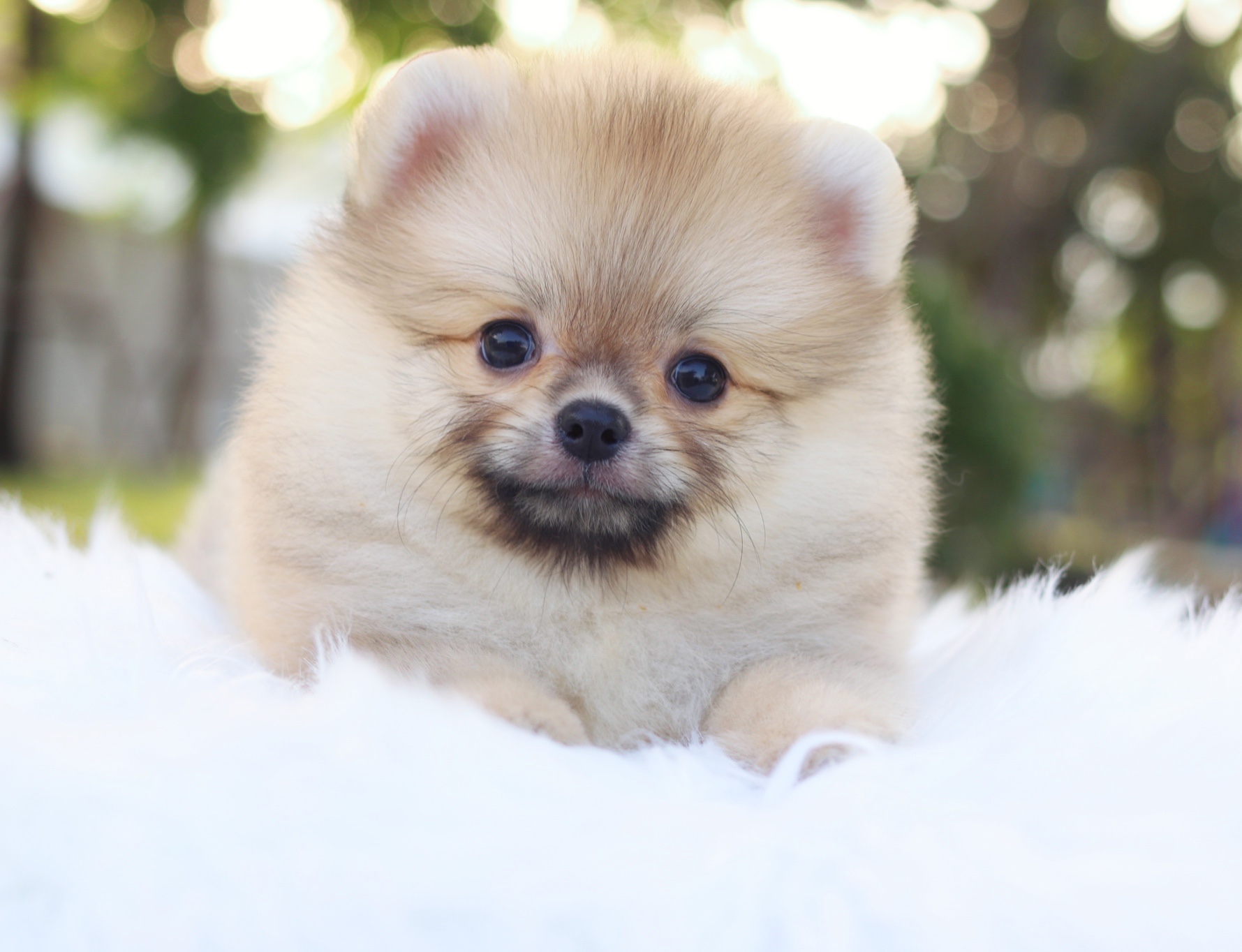 ปอมเมอเรเนียน เพศผู้สีส้มขนแน่นๆ