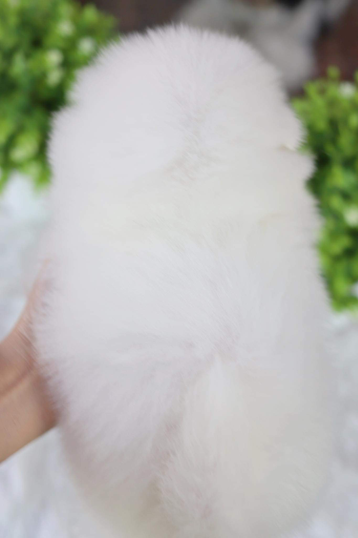 ปอมเมอเรเนียน เพศผู้ หน้า Fox