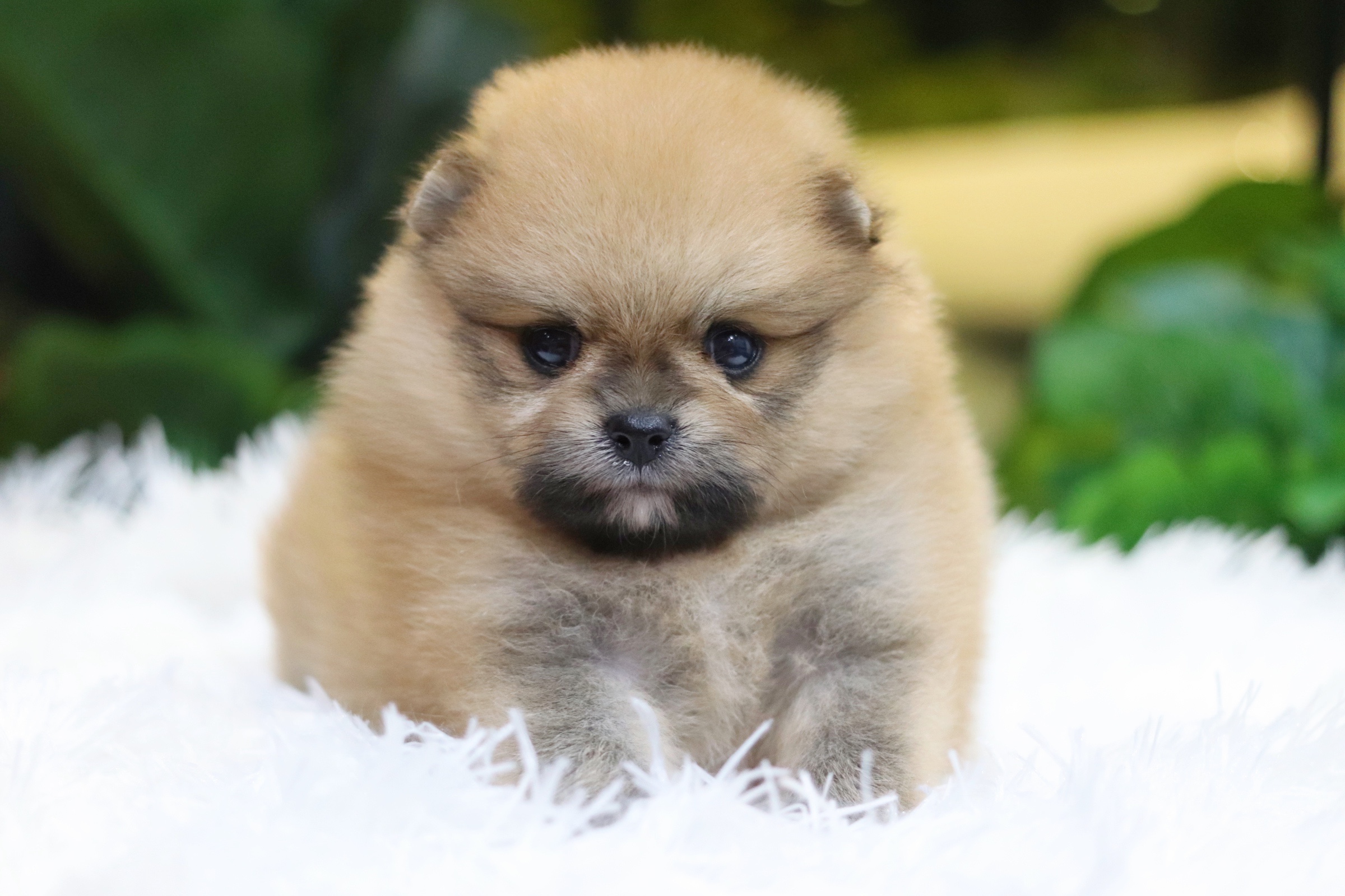 ปอมเมอเรเนียน เพศผู้ สีส้ม