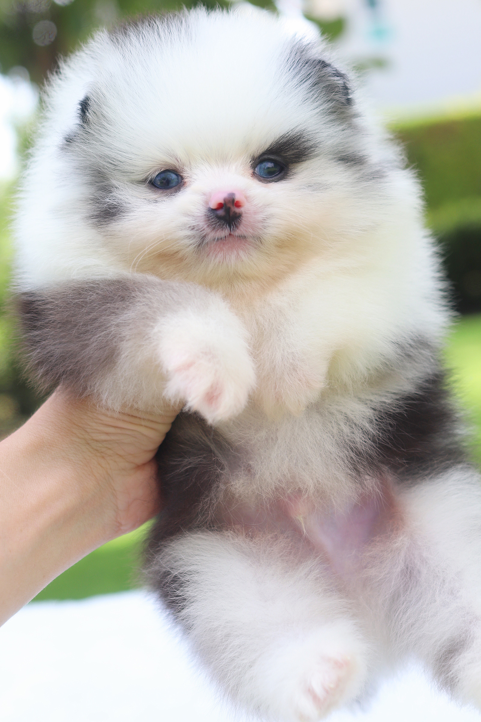 ปอมเมอเรเนียน เพศผู้ สีเมอร์เร่ ตาสีฟ้าคู่ เกรดโชว์