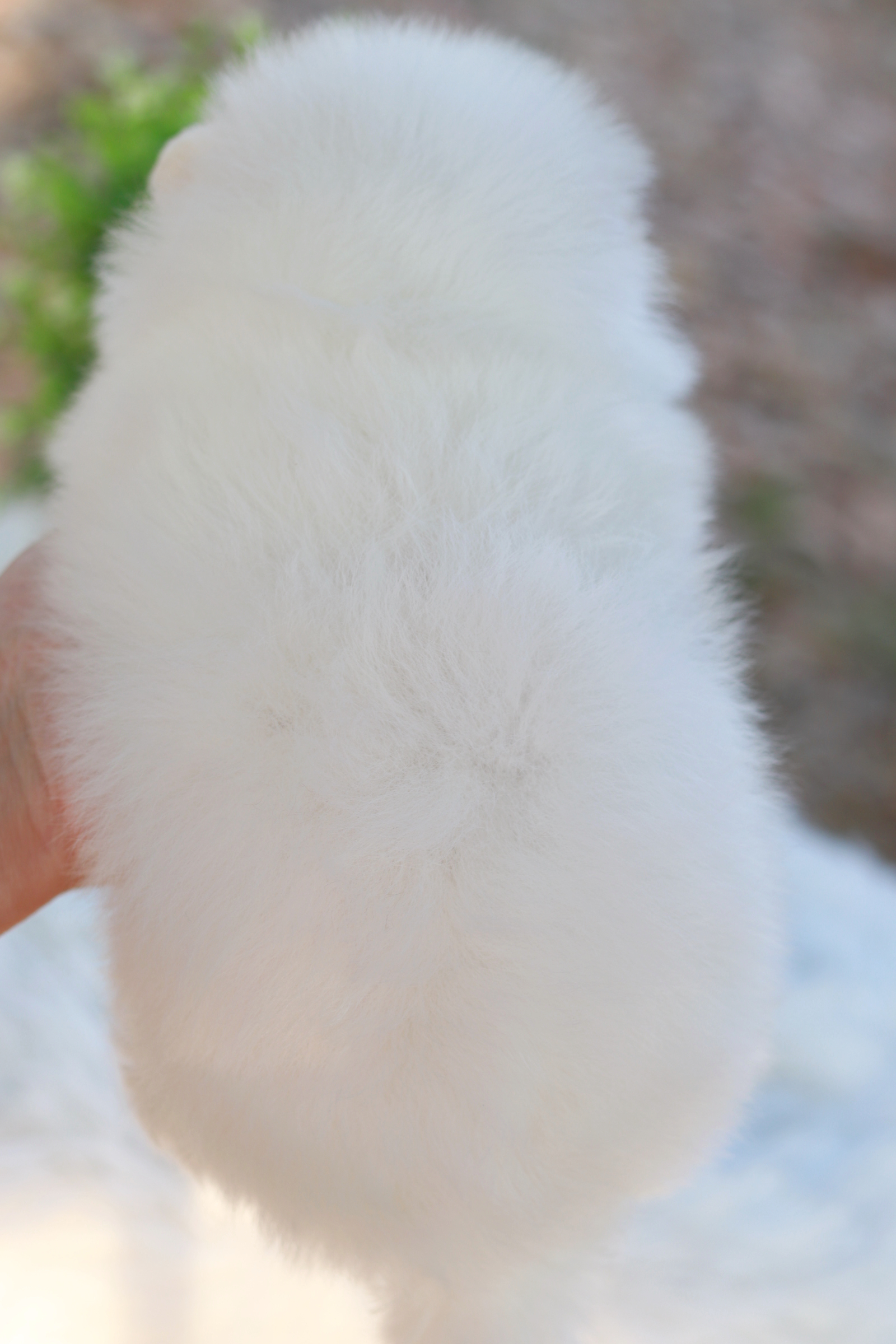 ปอมเมอเรเนียน เพศผู้ขาว