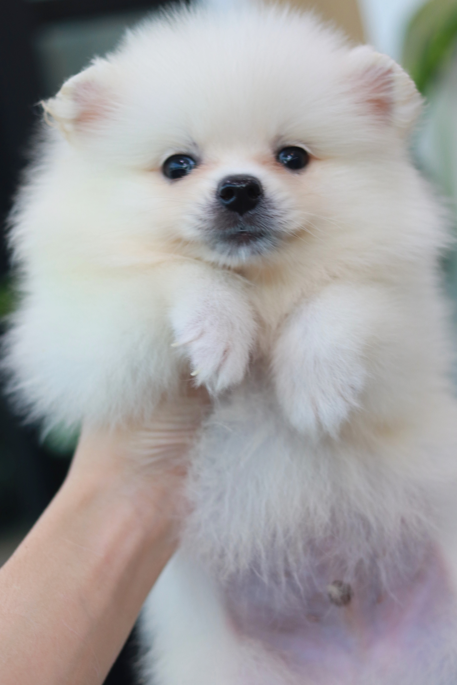 ปอมเมอเรเนียน เพศผู้ สีขาว หน้าฟ็อก ไซส์ปกติ