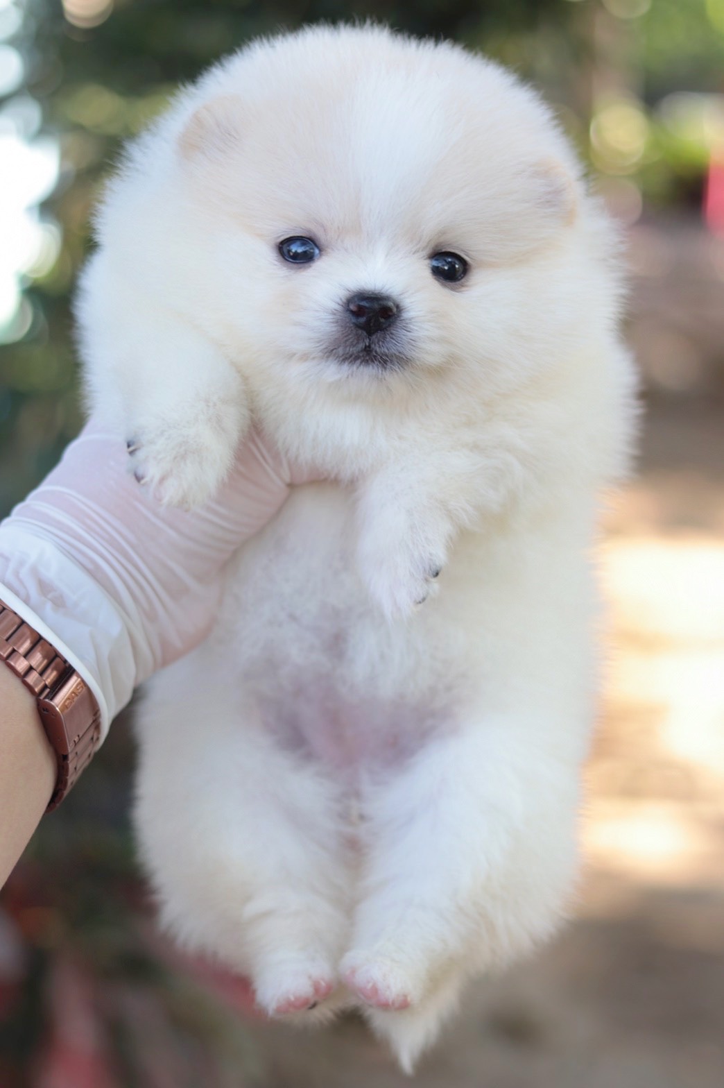 ปอมเมอเรเนียน เพศเมียสีขาวครีม ไซส์เล็ก