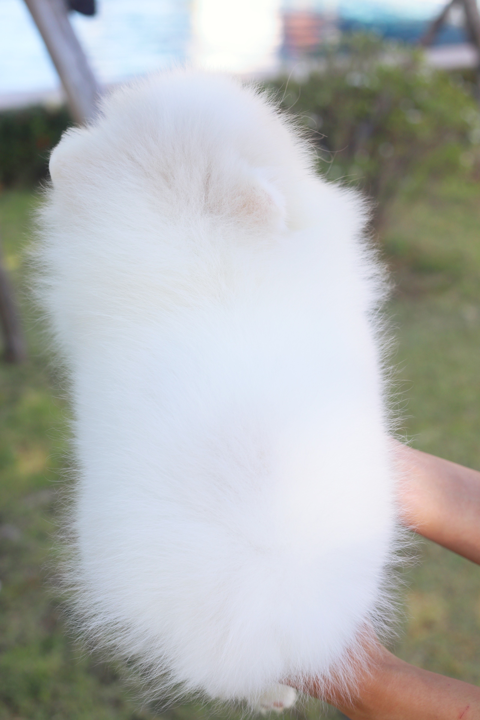 ปอมเมอเรเนียน เพศผู้ สีขาวครีม