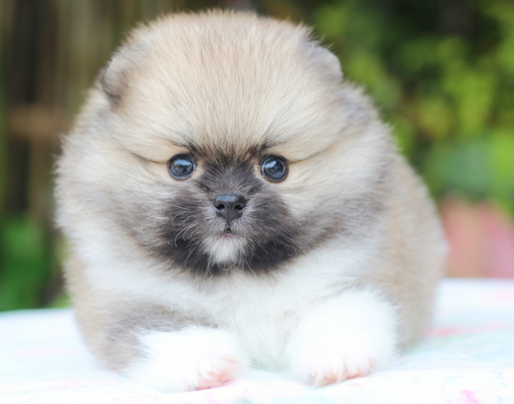 ปอมเมอเรเนียน เพศผู้ แฟนซี