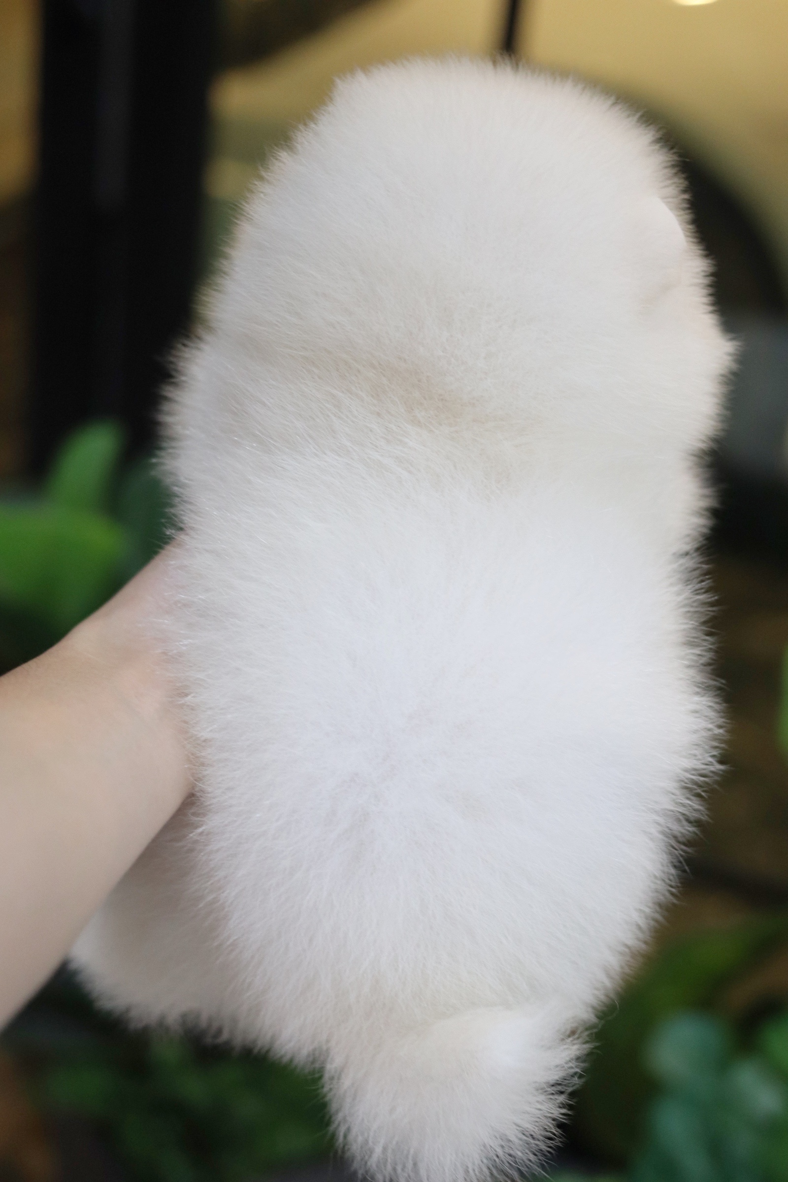 ปอมเมอเรเนียน เพศผู้ สีขาวครีมหน้าฟ็อก