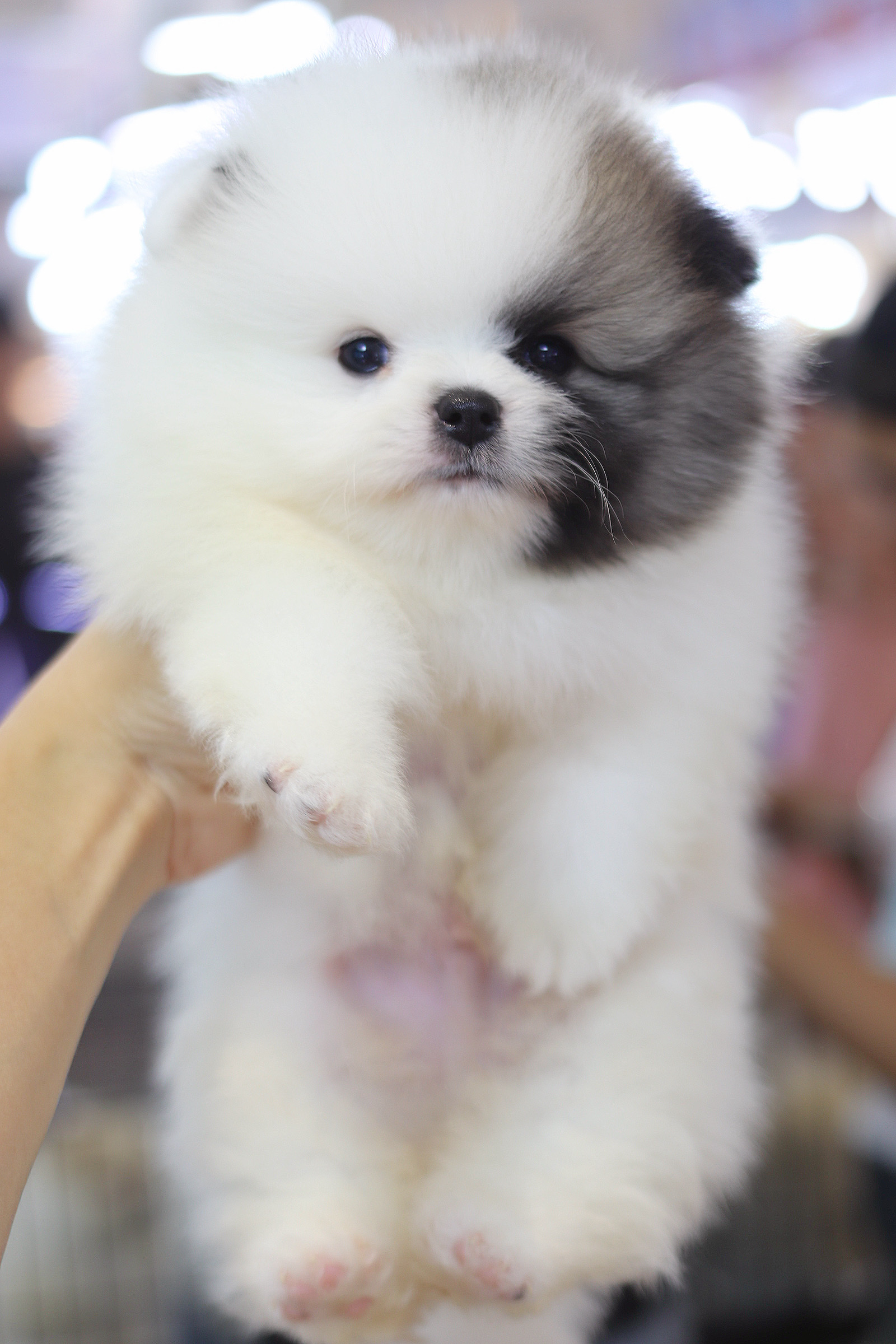 ปอมเมอเรเนียน เพศผู้สีแฟนซีเกรดโชว์