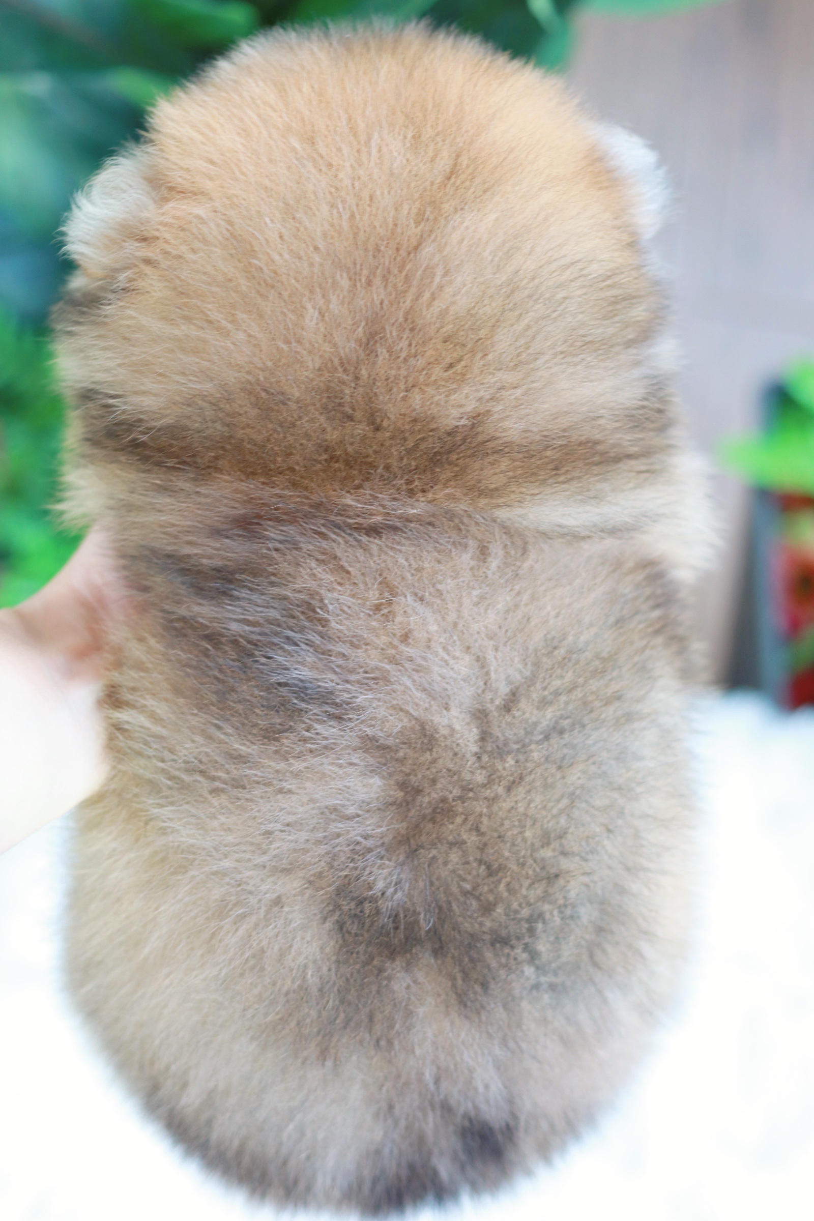 ปอมเมอเรเนียน เพศผู้ สีส้ม