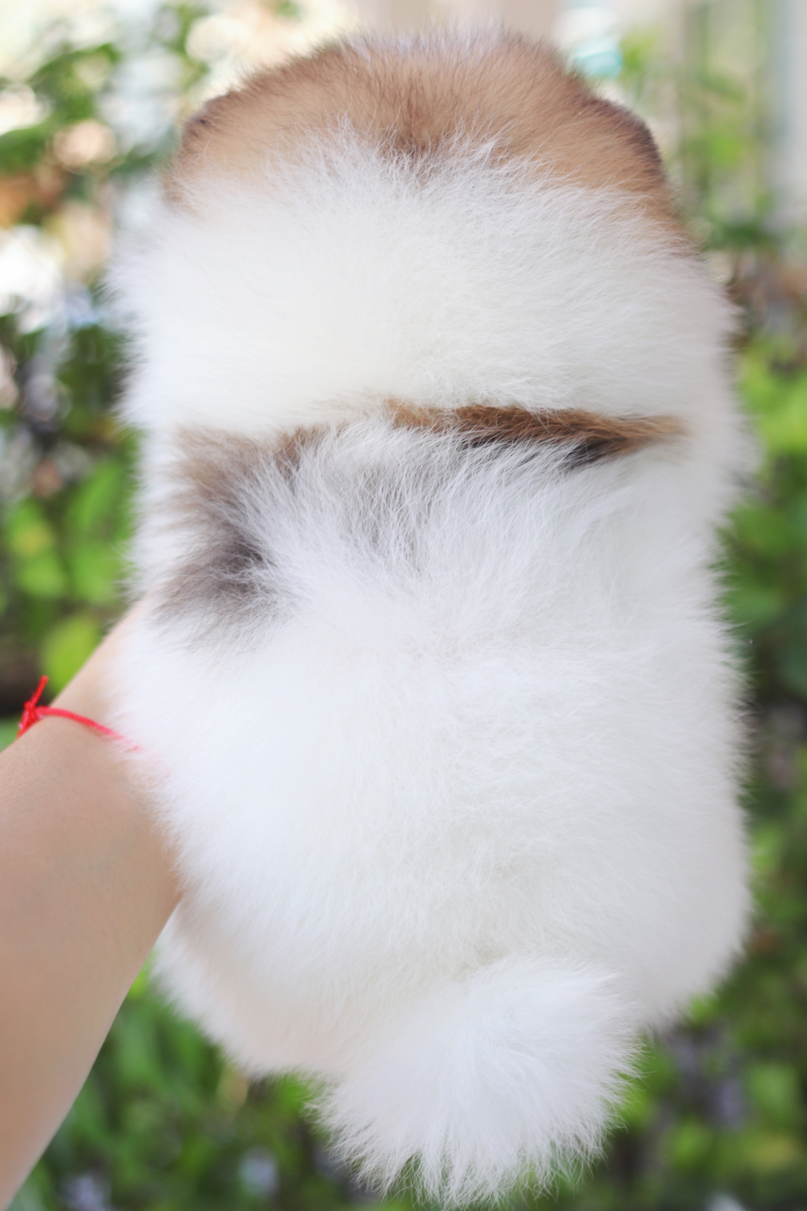 ปอมเมอเรเนียน เพศเมียสีแฟนซีเกรดโชว์