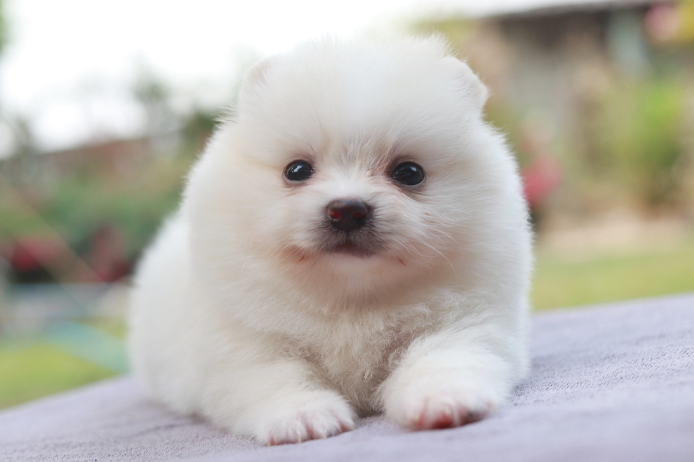 ปอมเมอเรเนียน เพศเมียสีขาว