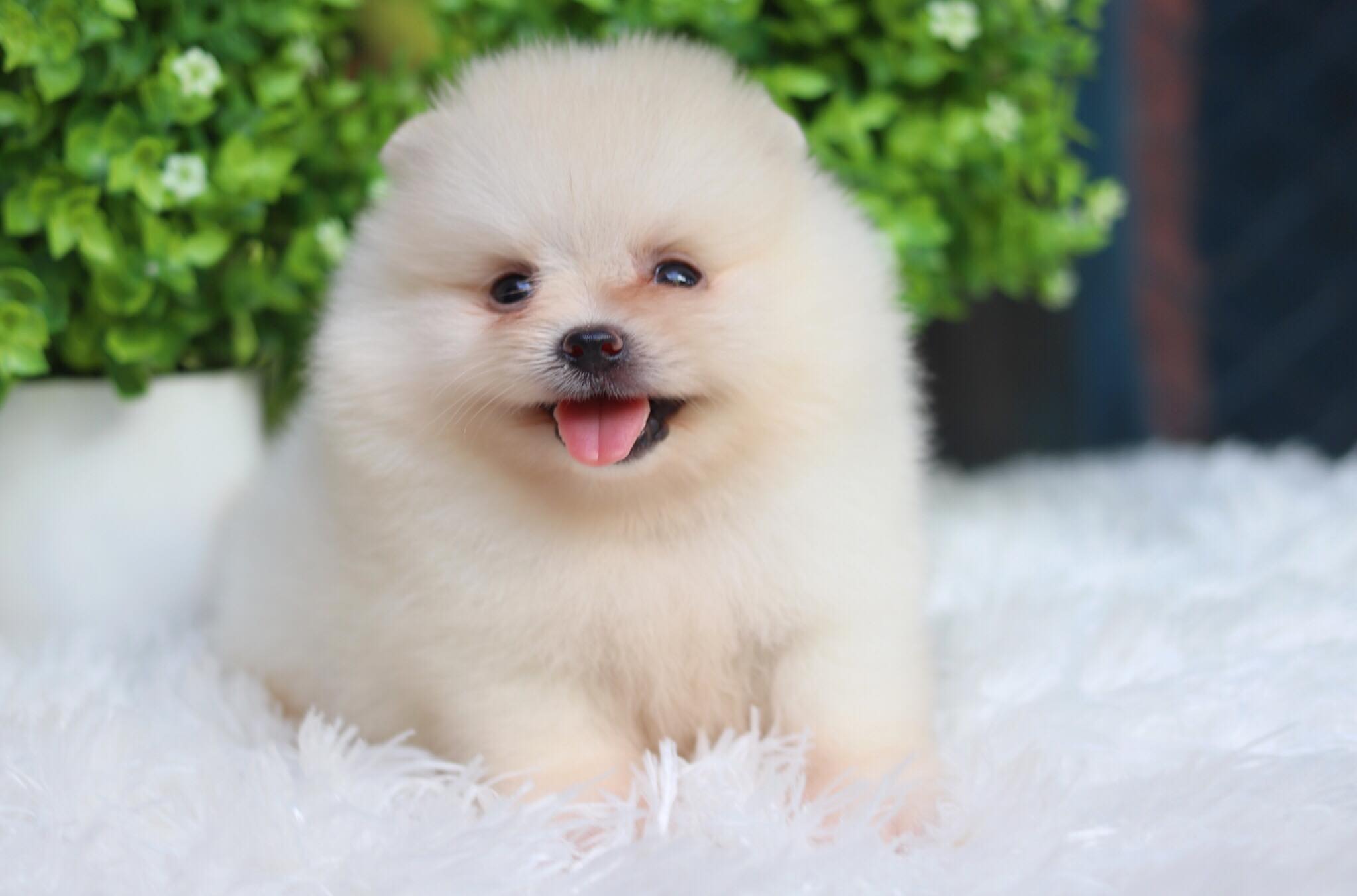 ปอมเมอเรเนียน เพศผู้