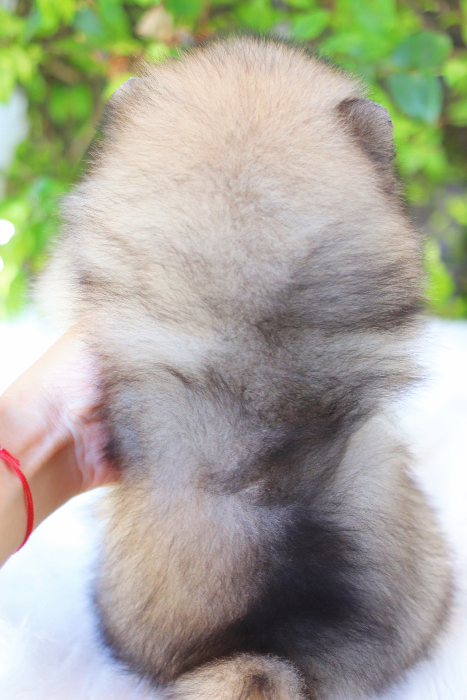 ปอมเมอเรเนียน เพศผู้ สีส้ม