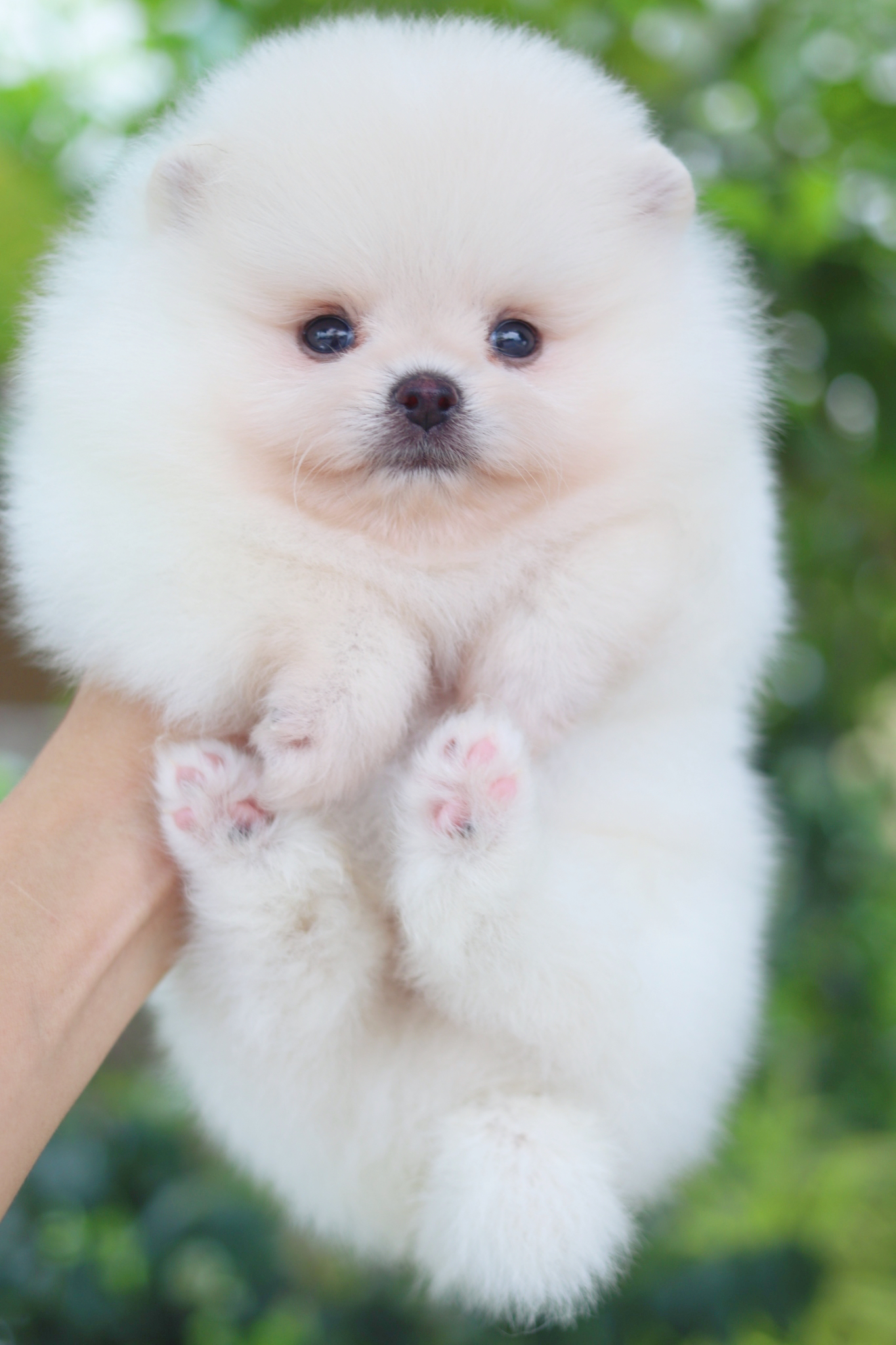 ปอมเมอเรเนียน เพศผู้สีขาวครีม