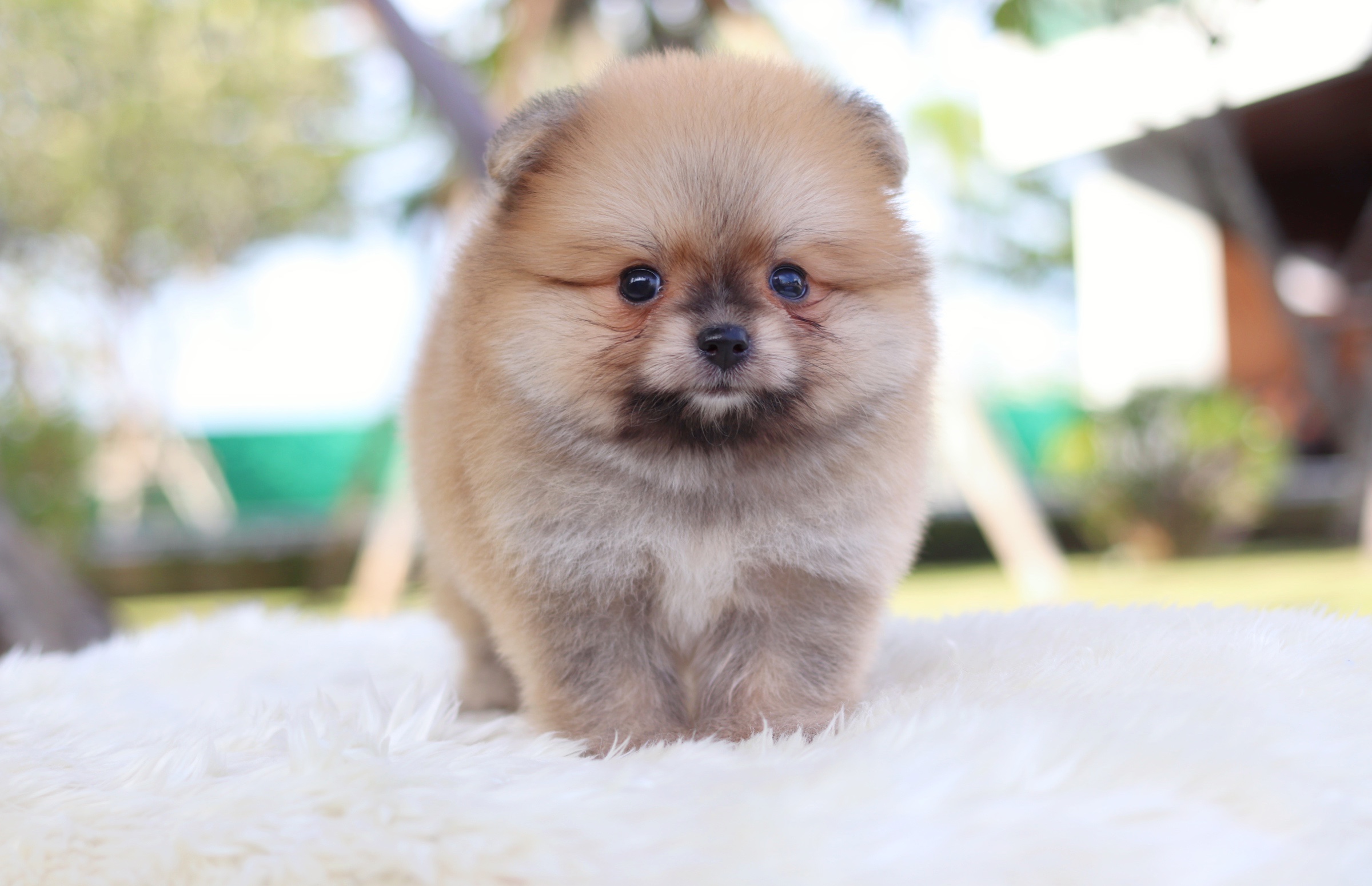 ปอมเมอเรเนียน เพศเมียสีส้ม