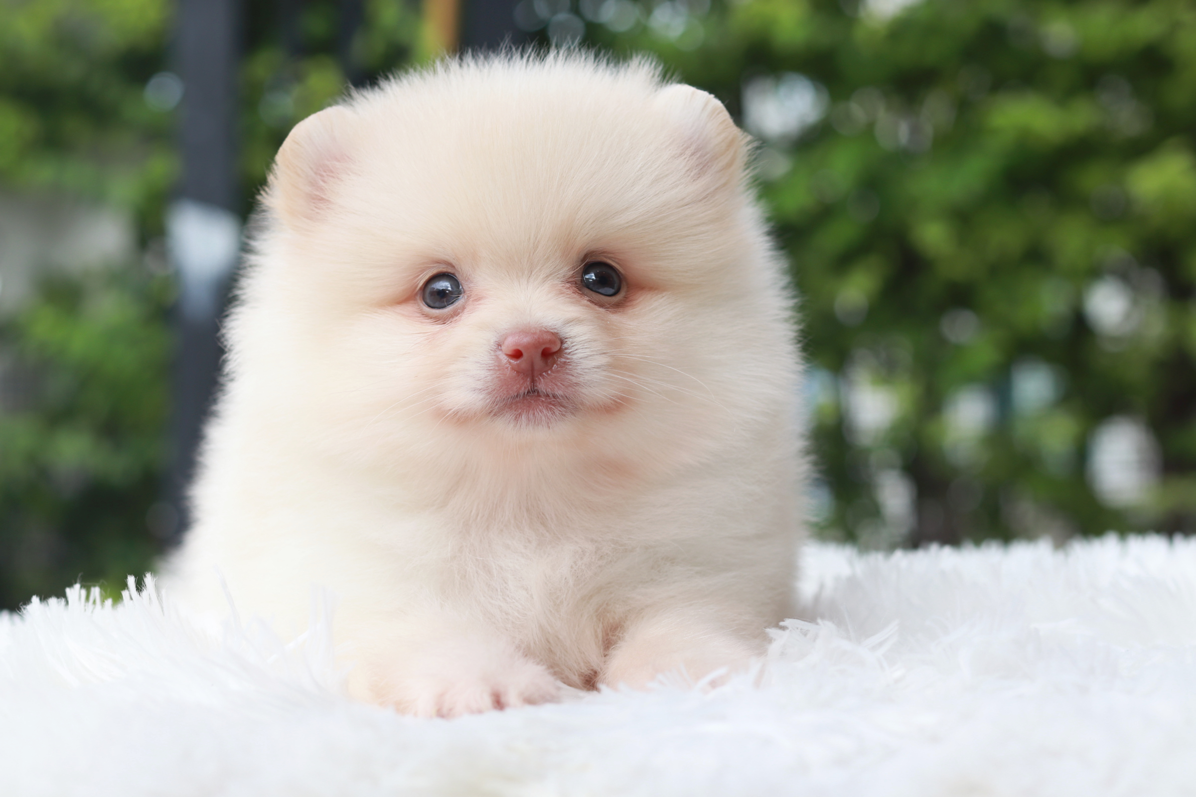 ปอมเมอเรเนียน เพศผู้ ครีม