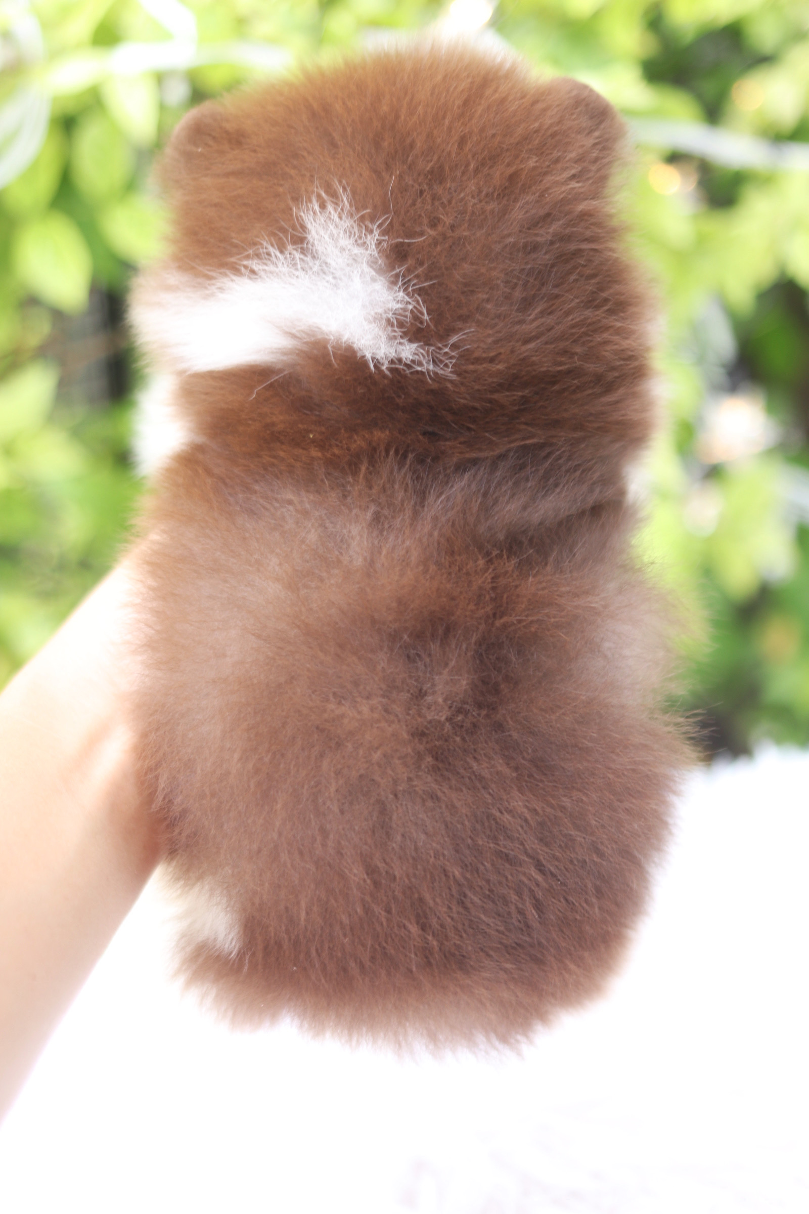 ปอมเมอเรเนียน เพศเมียสีแฟนซีช็อคโกแลต