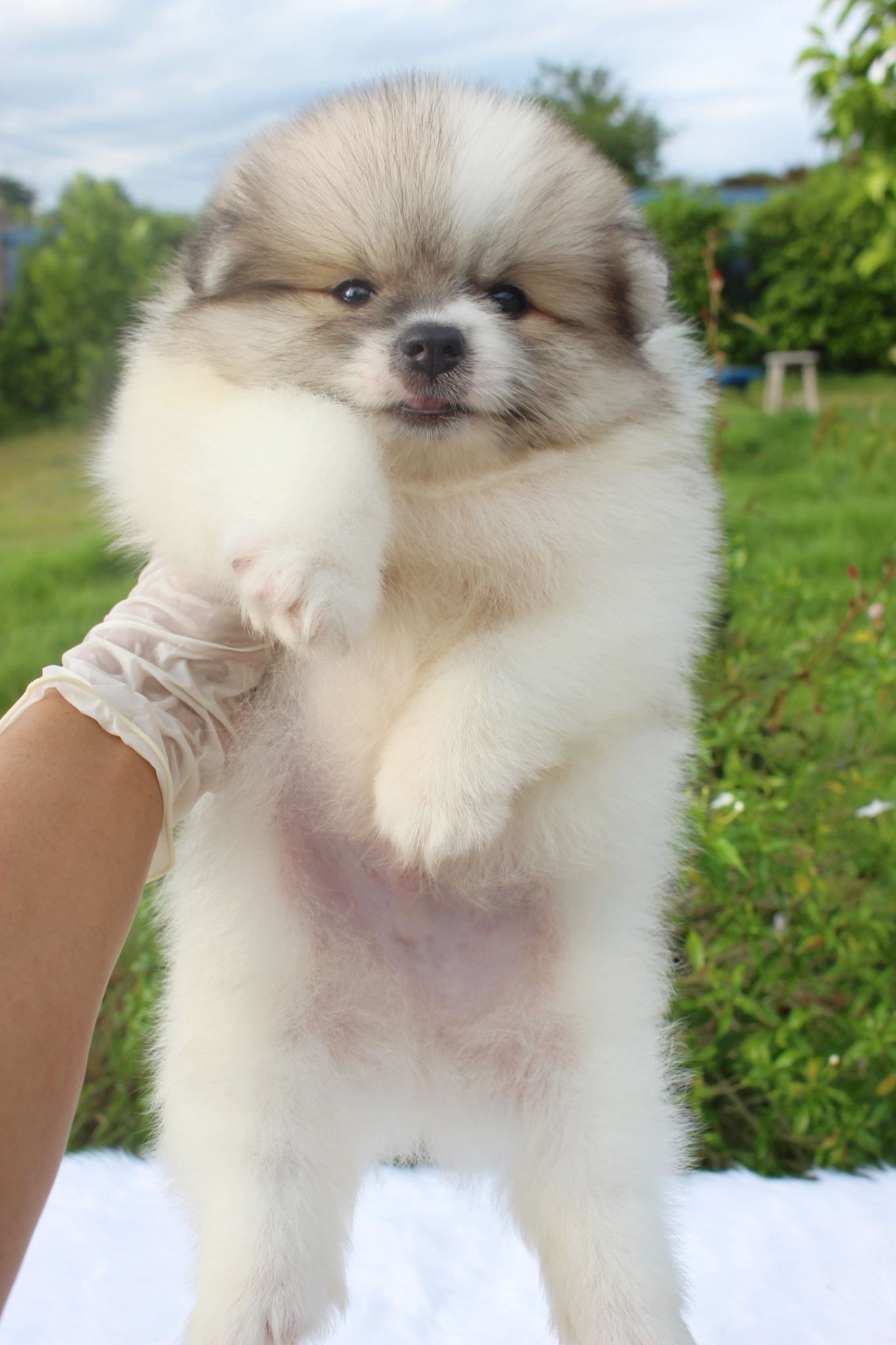 ปอมเมอเรเนียน เพศผู้ สีแฟนซี