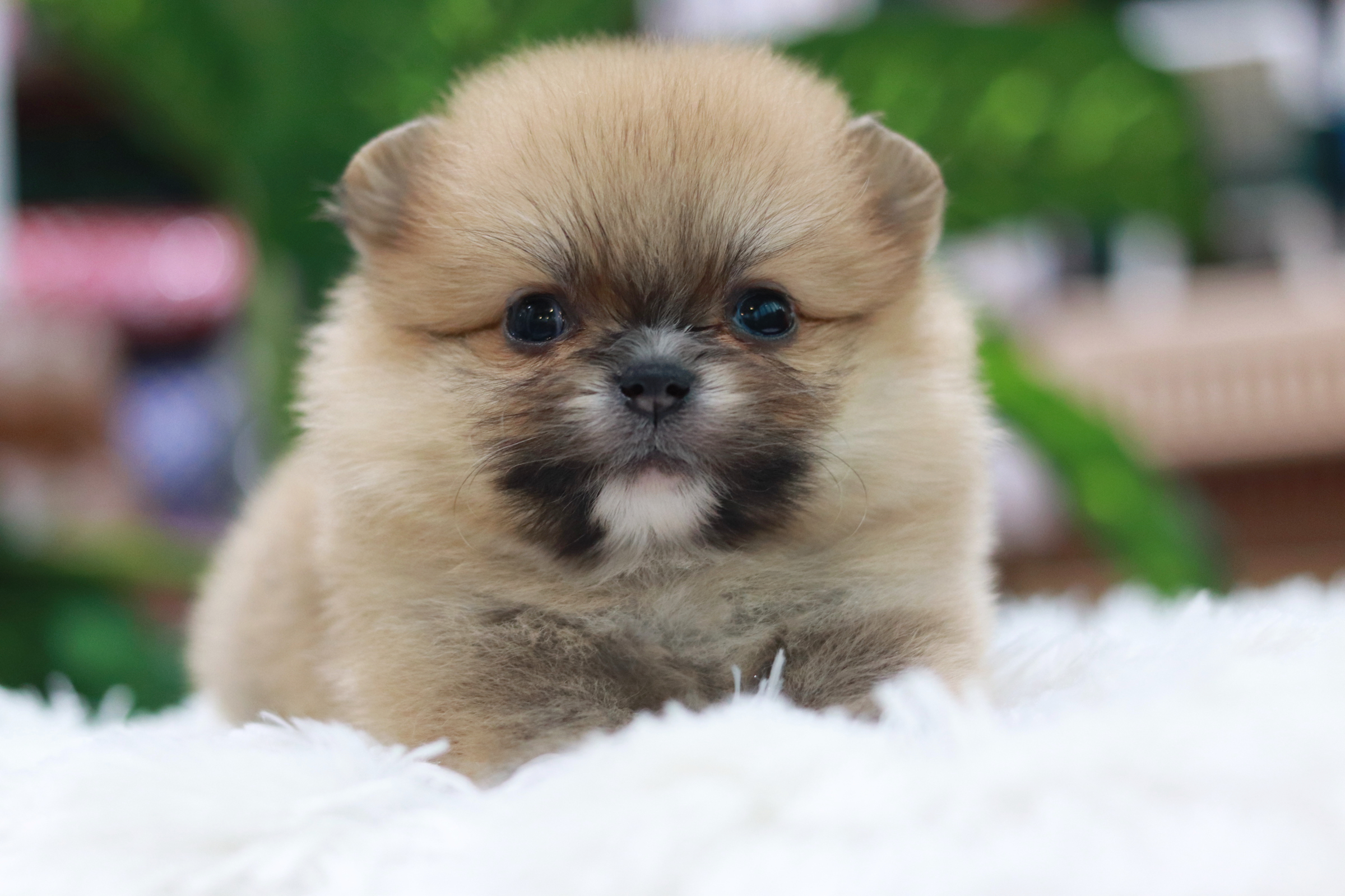 ปอมเมอเรเนียน เพศเมีย สีส้ม