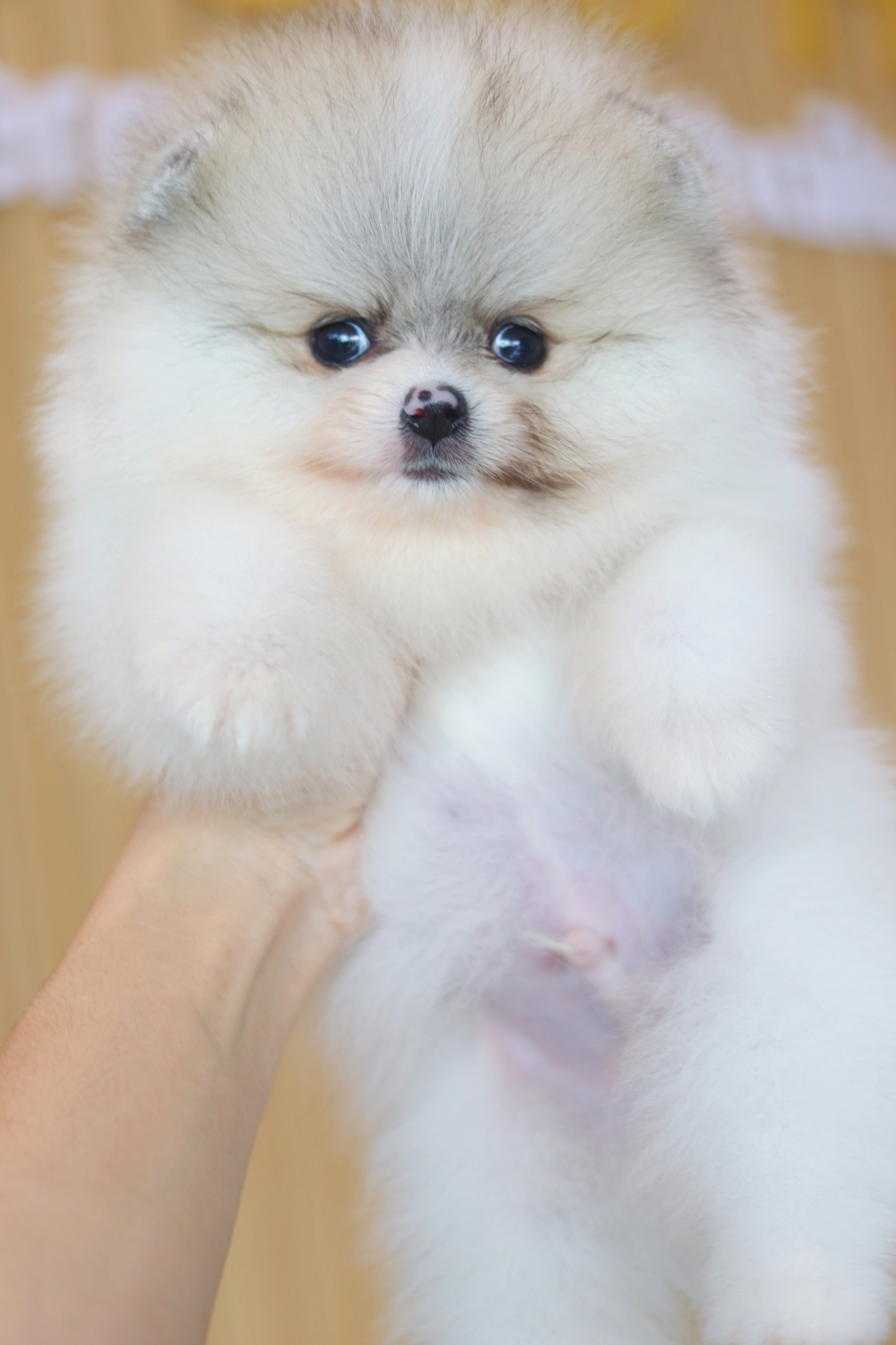 ปอมเมอเรเนียน เพศผู้สีแฟนซี