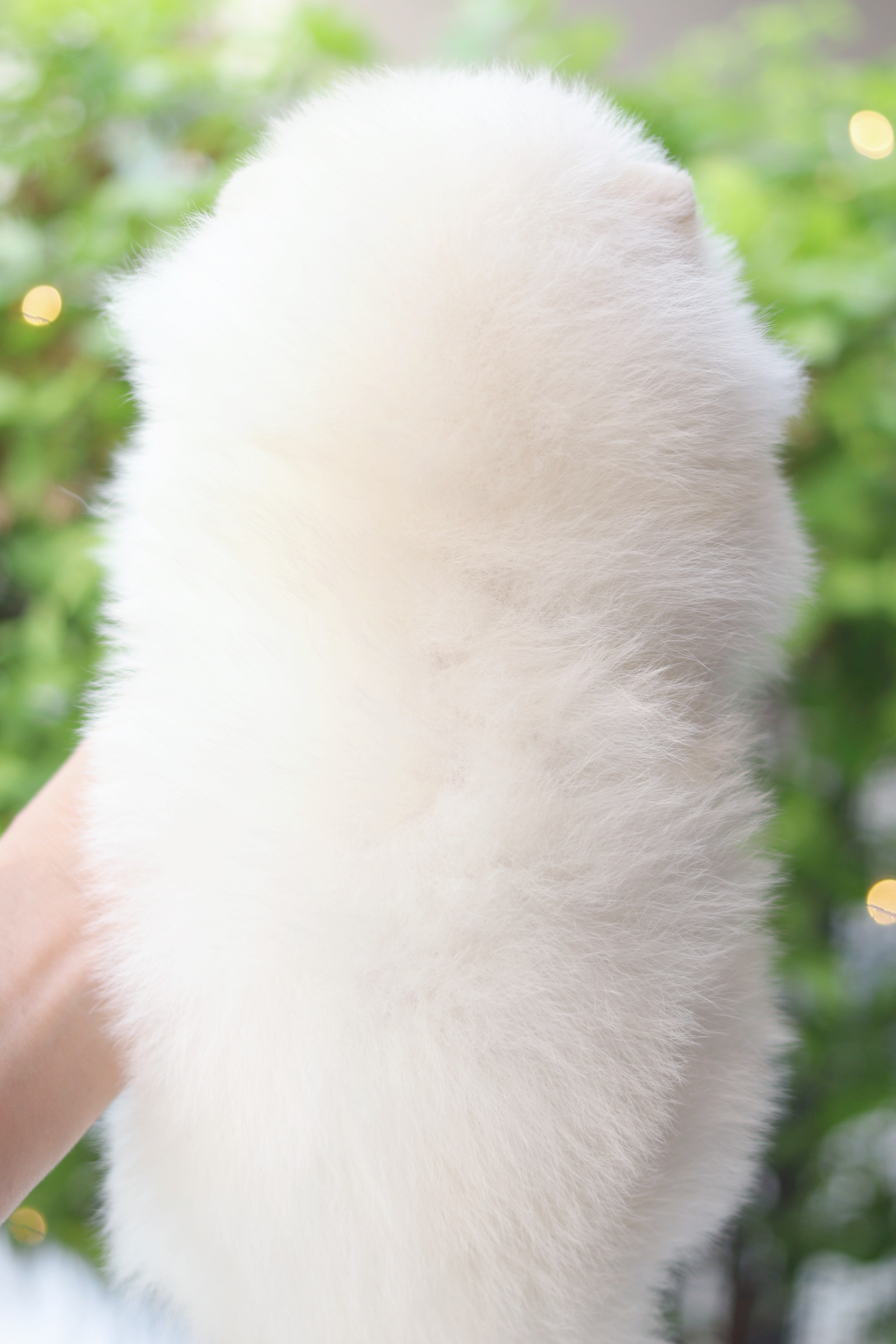 ปอมเมอเรเนียน เพศเมียสีขาวครีม เกรดโชว์