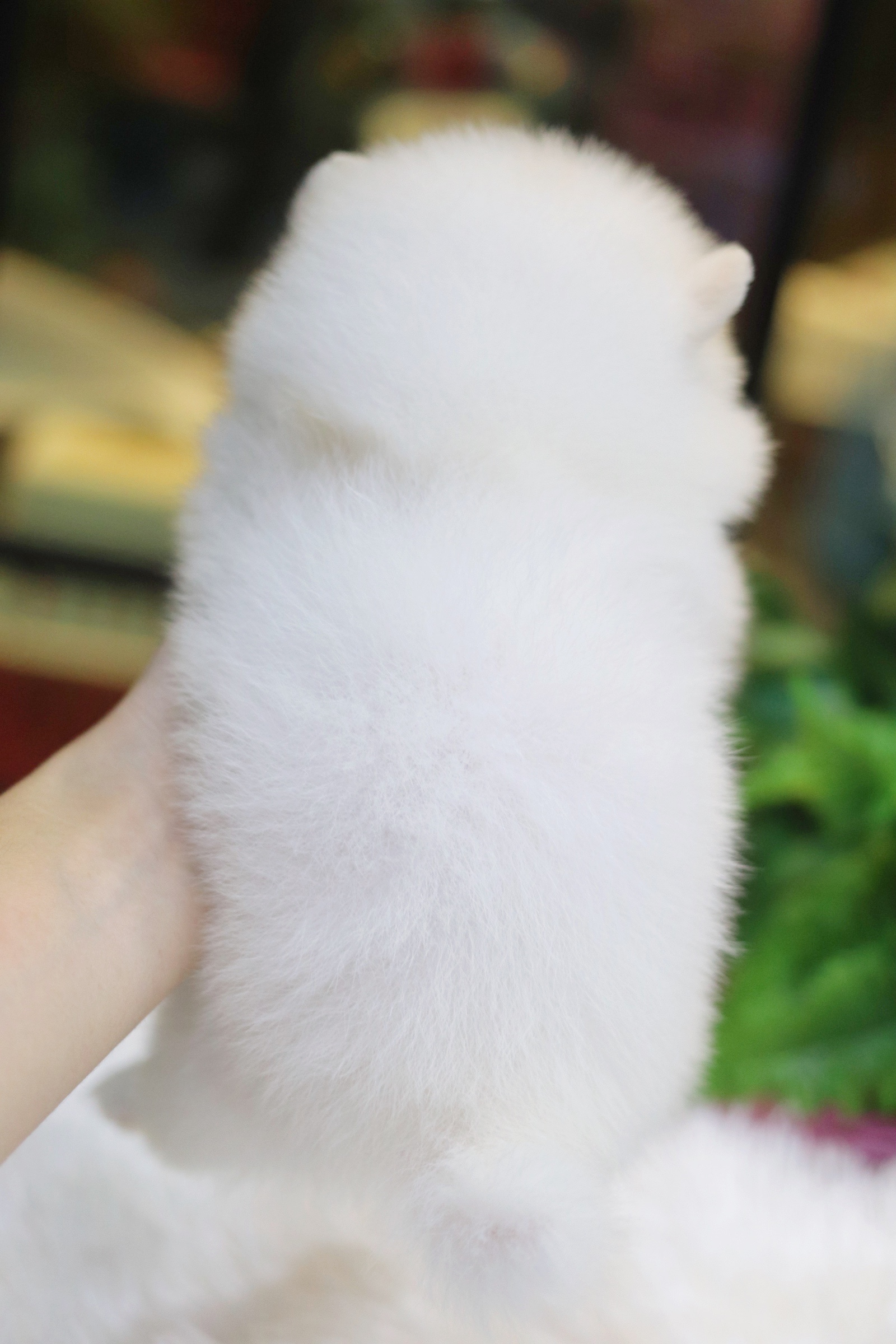 ปอมเมอเรเนียน เพศผู้ สีขาวครีมหน้าฟ็อก