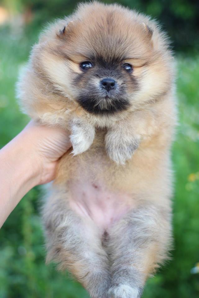 ปอมเมอเรเนียน เพศเมีย