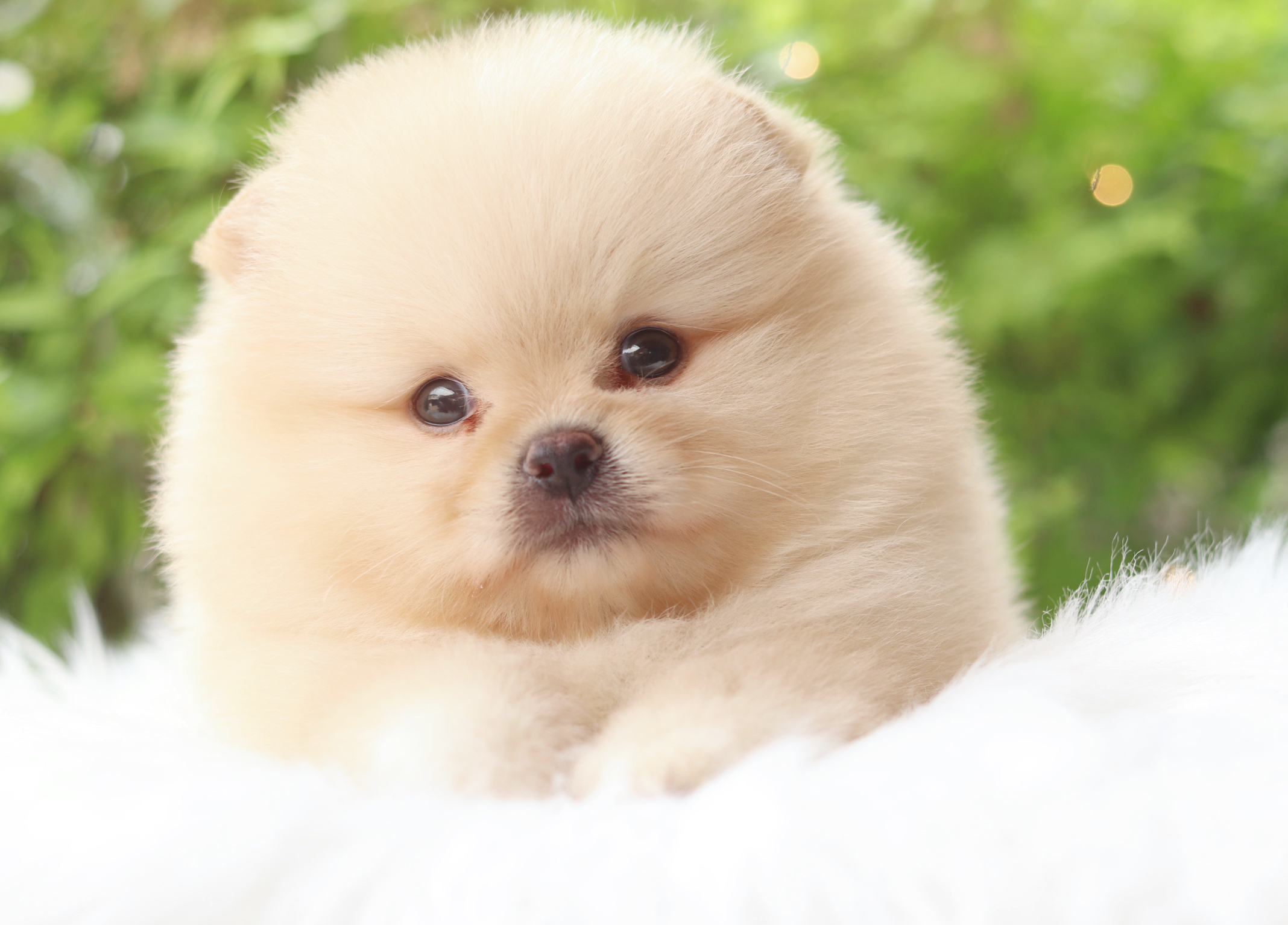 ปอมเมอเรเนียน เพศผู้สีครีม