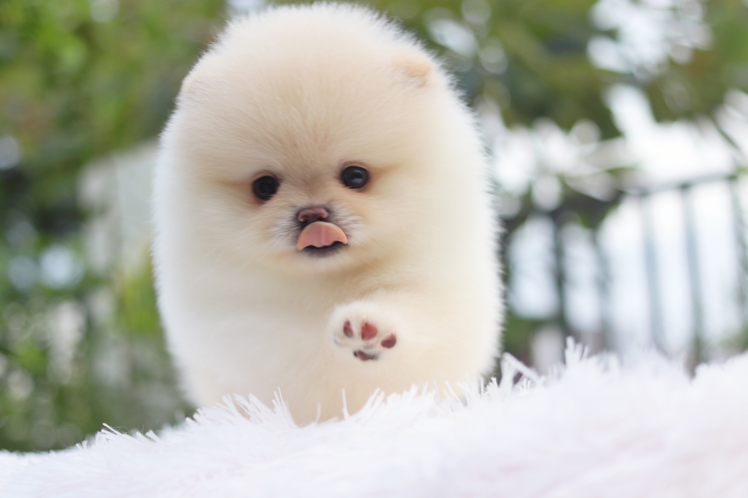 ปอมเมอเรเนียน เพศผู้ เกรดโชว์ขาวครีม พร้อมใบเพ็ดดีกรีเต็มใบ