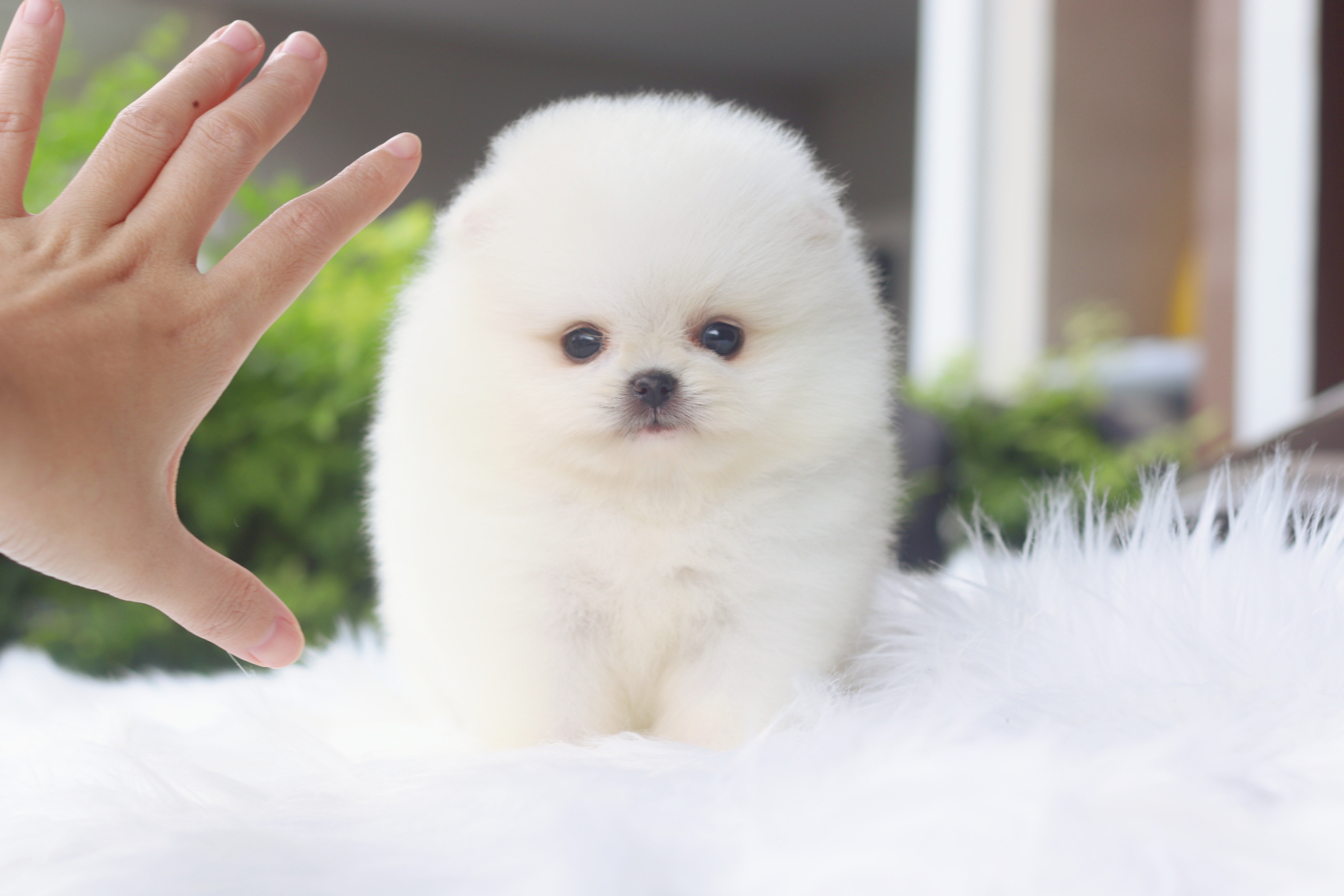 ปอมเมอเรเนียน เพศผู้สีขาวครีมเกรดโชว์