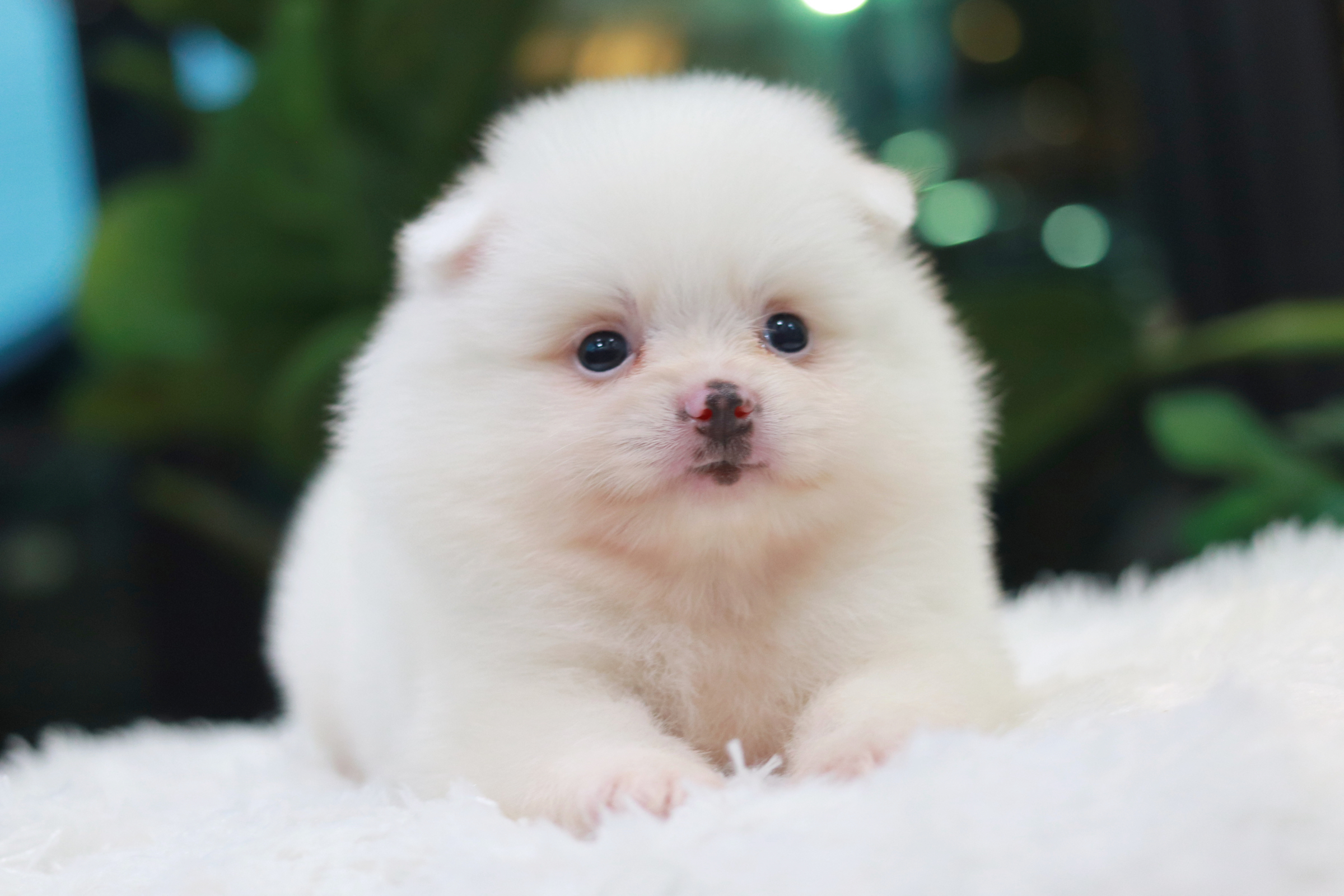 ปอมเมอเรเนียน เพศผู้