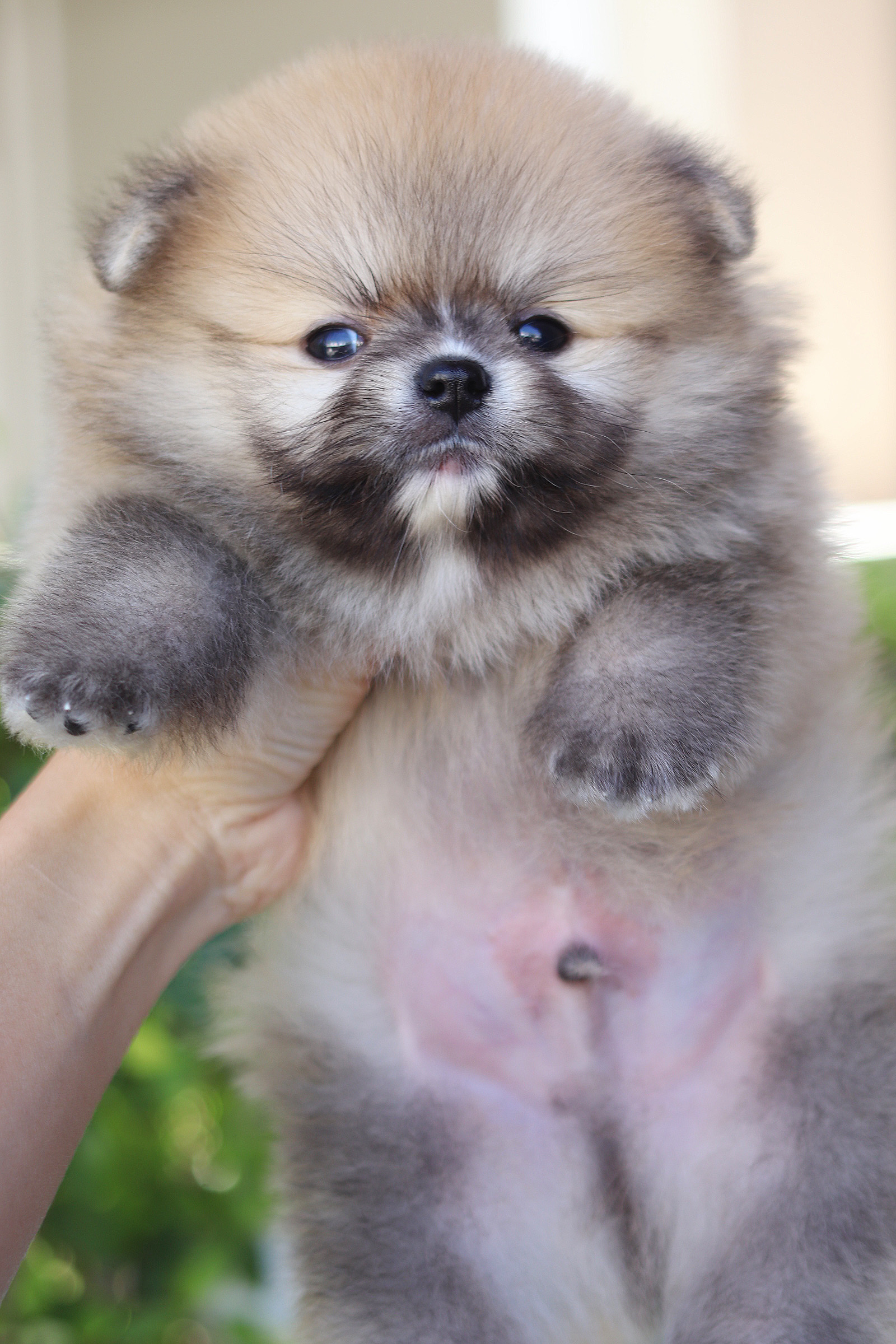 ปอมเมอเรเนียน เพศผู้สีส้ม