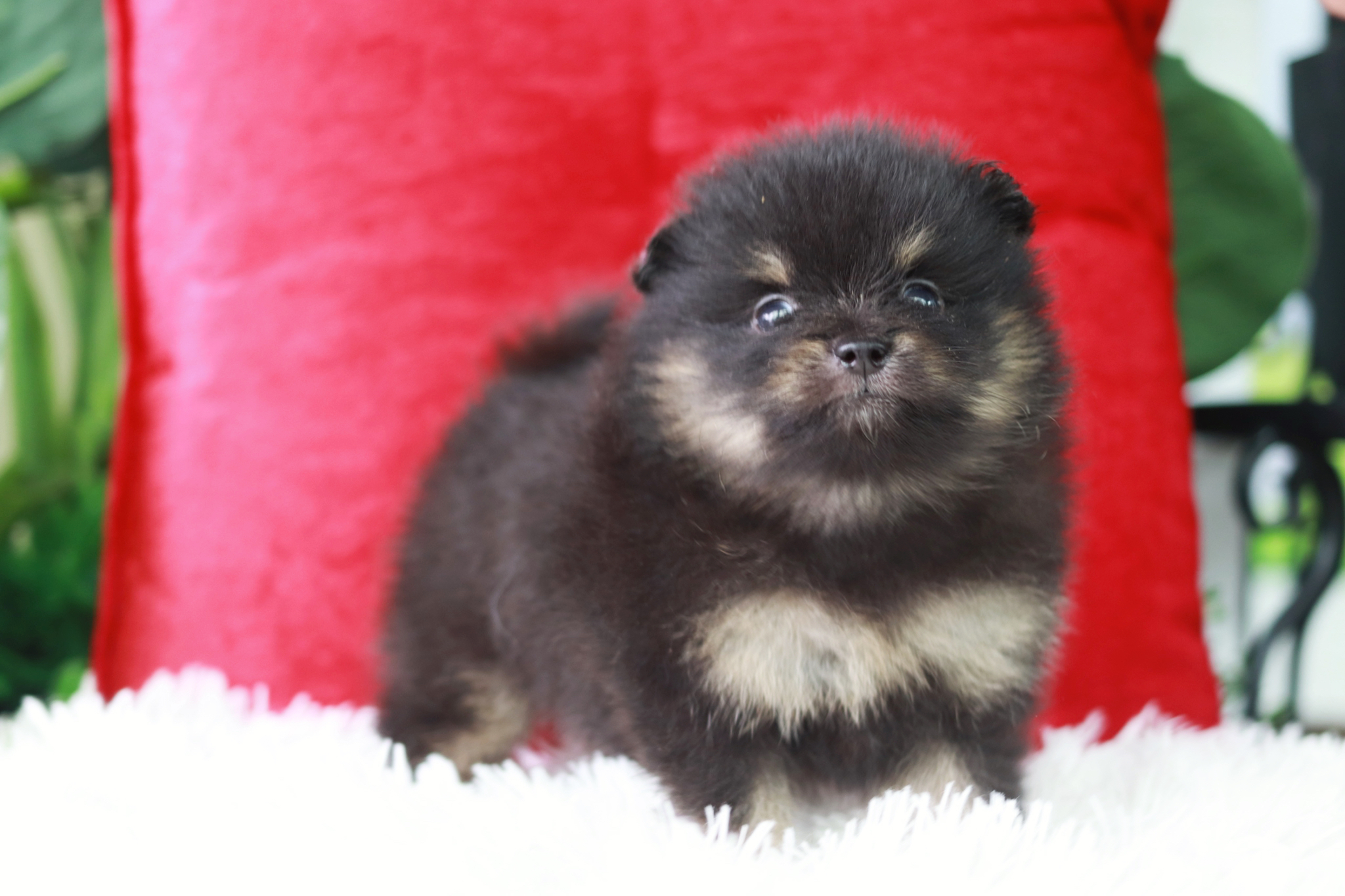 ปอมเมอเรเนียน เพศผู้แบล็คแทน