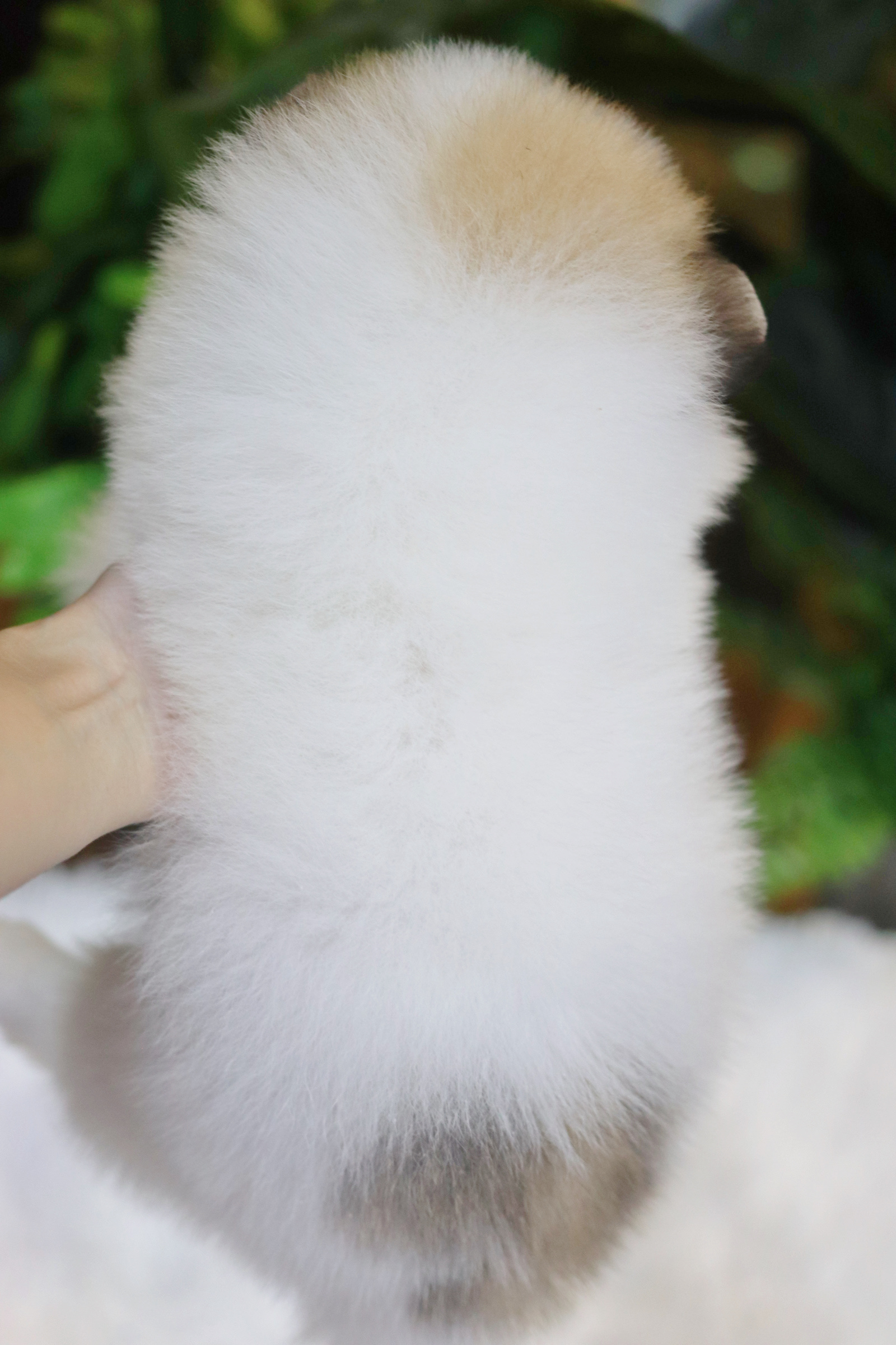 ปอมเมอเรเนียน เพศผู้แฟนซีเกรดเลี้ยงเล่นไซส์ปกติ