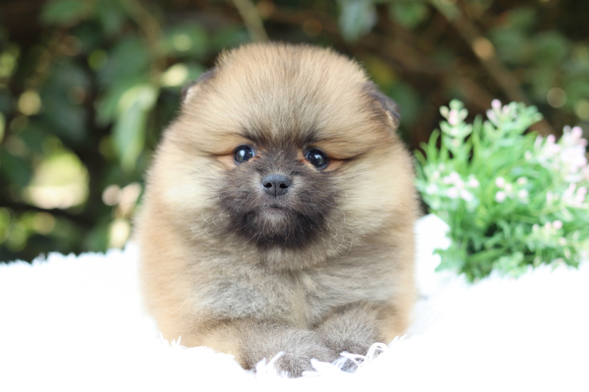 ปอมเมอเรเนียน เพศเมียสีส้ม