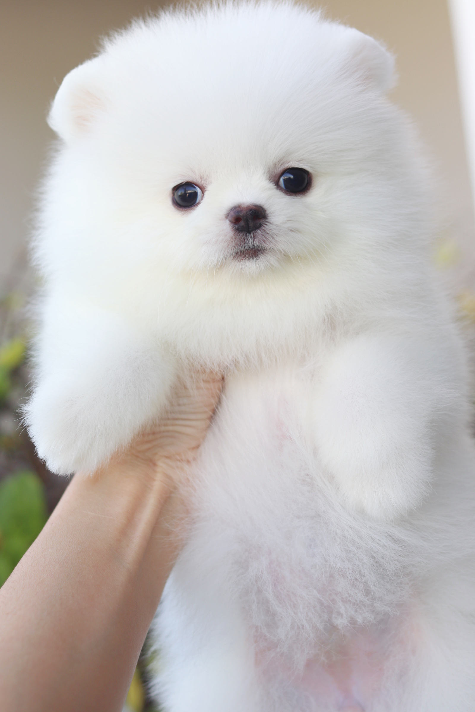 ปอมเมอเรเนียน เพศเมียสีขาวครีมเกรดโชว์