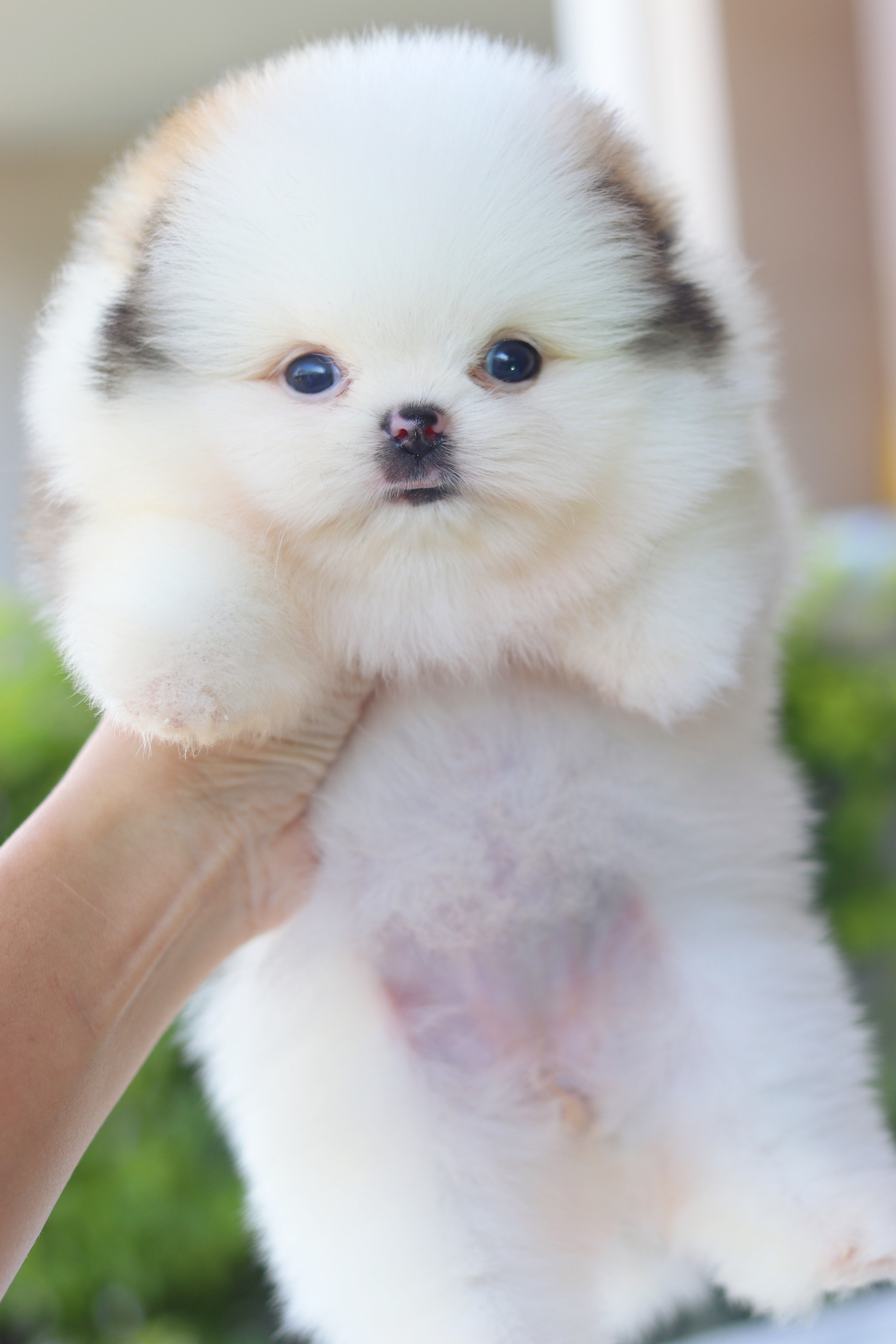 ปอมเมอเรเนียน เพศเมียสีแฟนซีเกรดโชว์