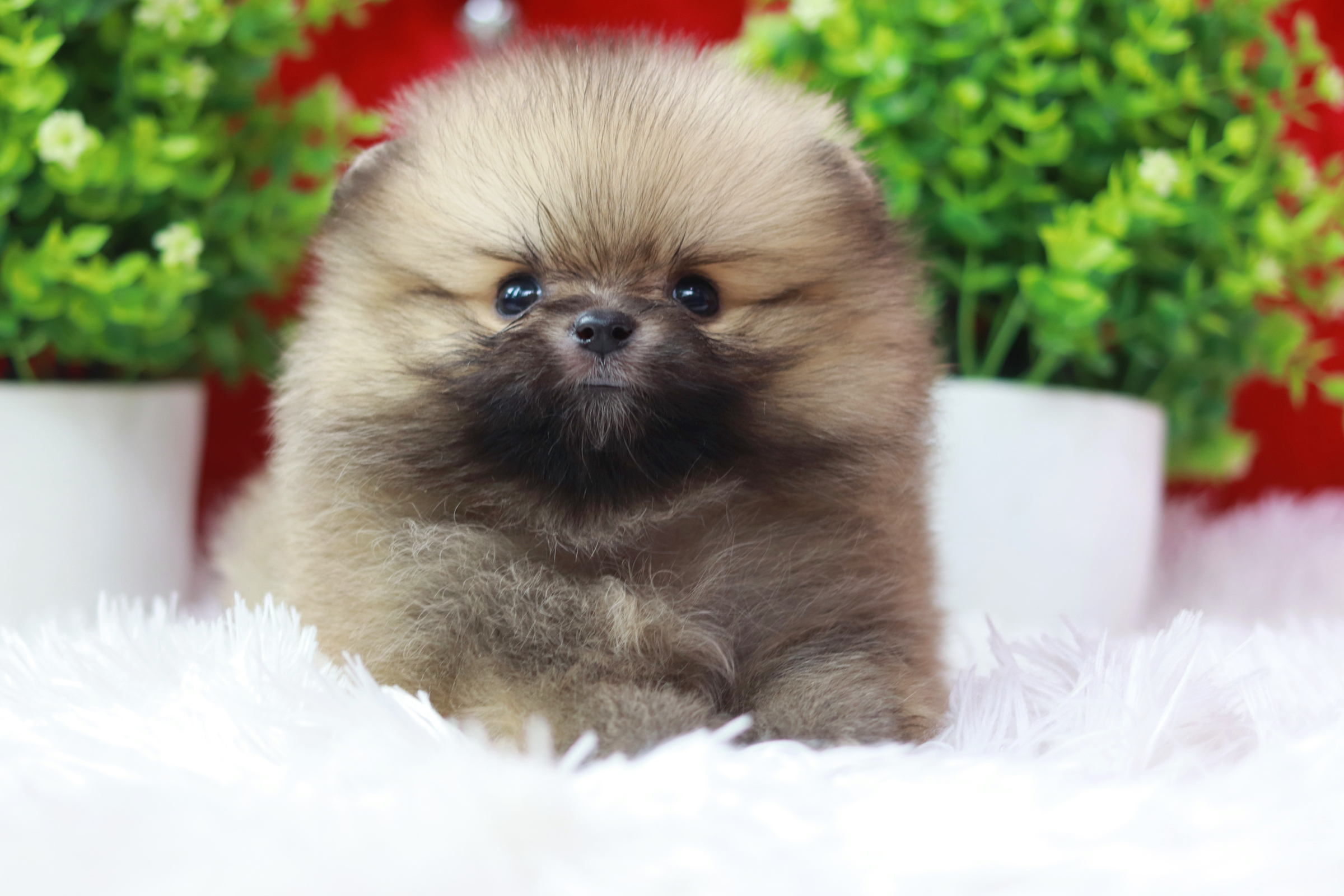 ปอมเมอเรเนียน เพศเมีย สีส้ม