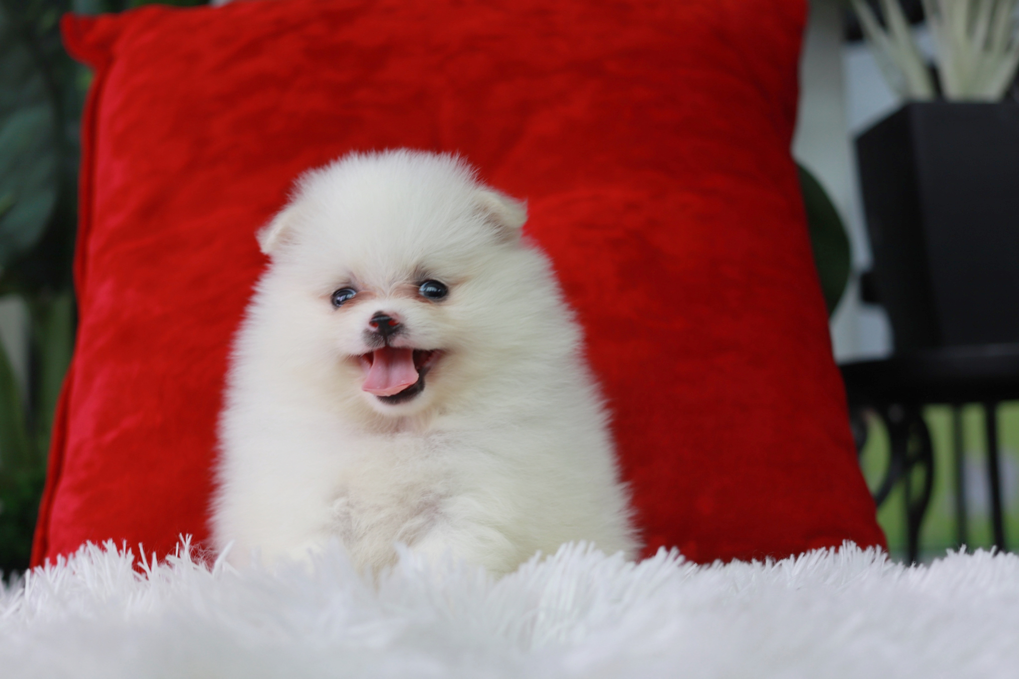 ปอมเมอเรเนียน เพศเมีย สีขาว