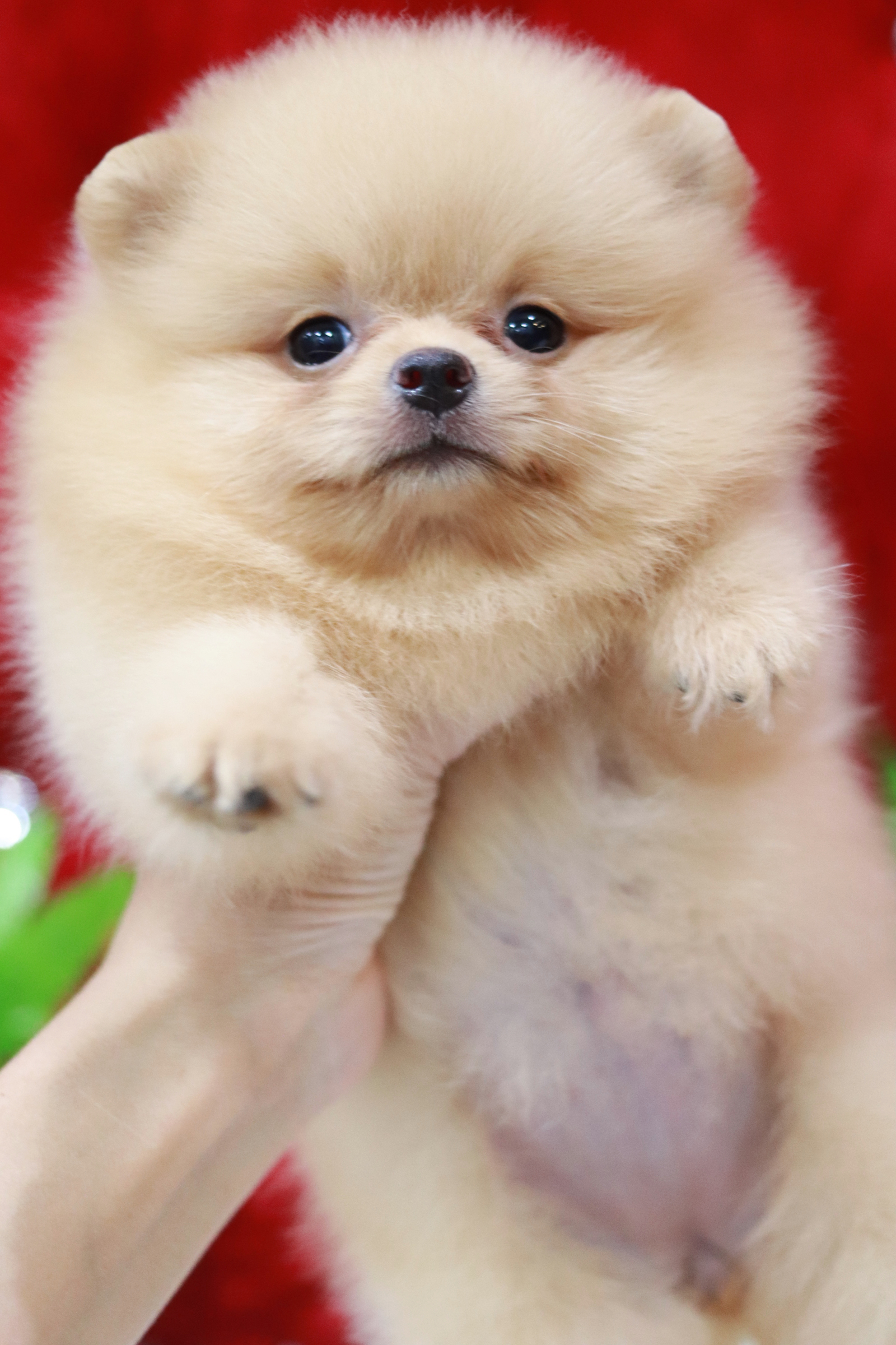 ปอมเมอเรเนียน เพศเมียสีครีม หน้าตุ๊กตา