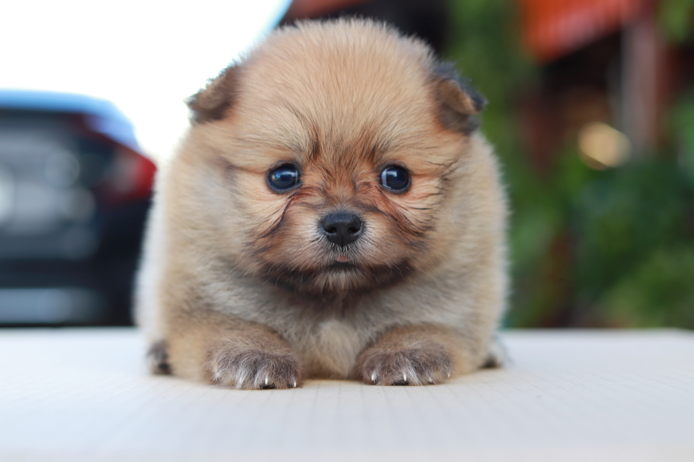 ปอมเมอเรเนียน เพศเมียสีส้ม